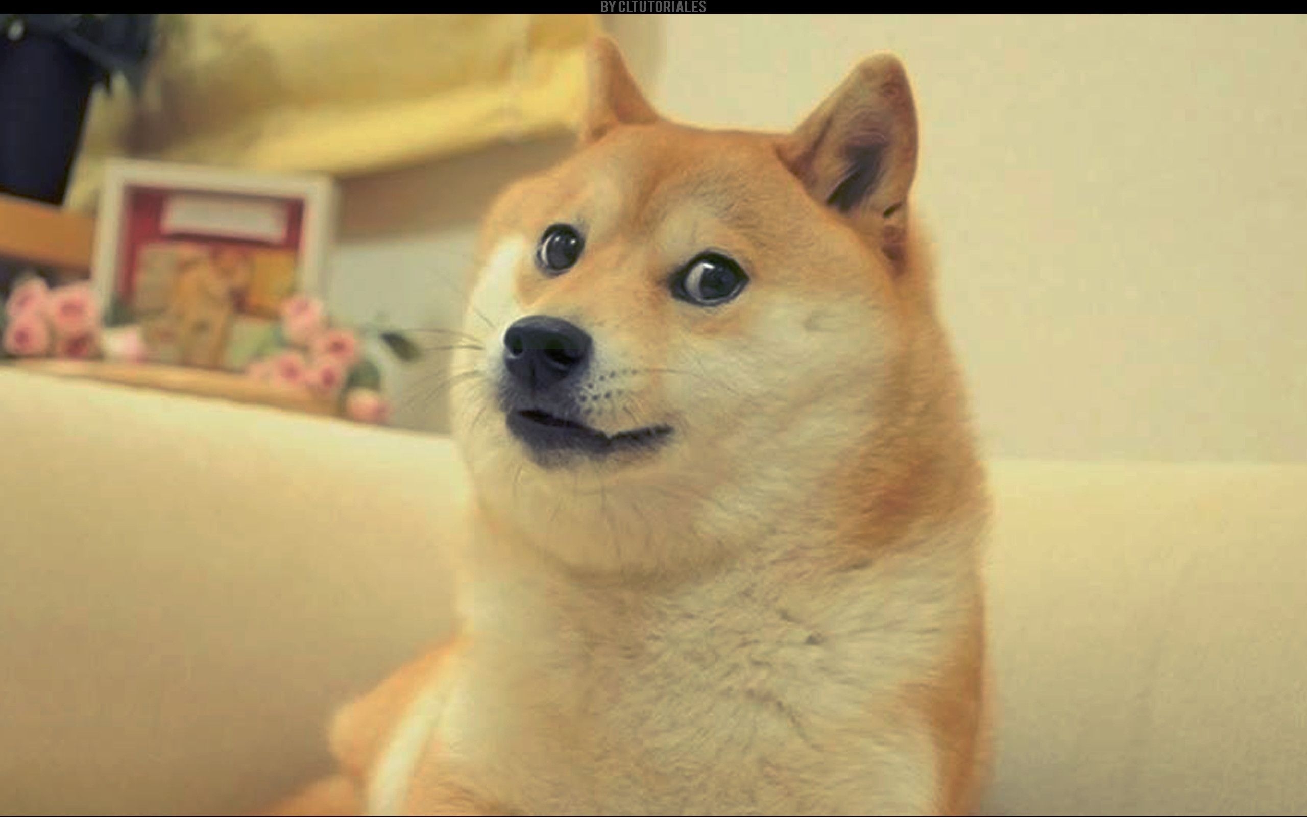 2560x1600 Doge Meme Wallpaper, Desktop