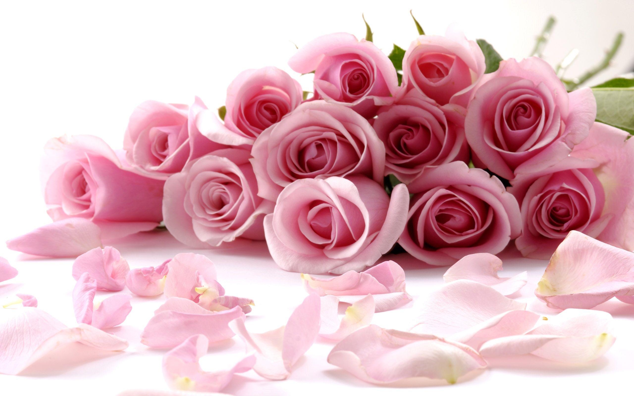 2560x1600 Delicate Beautiful Light Pink Roses Wallpaper​-Quality Image and Transparent PNG Free Clipart, Desktop