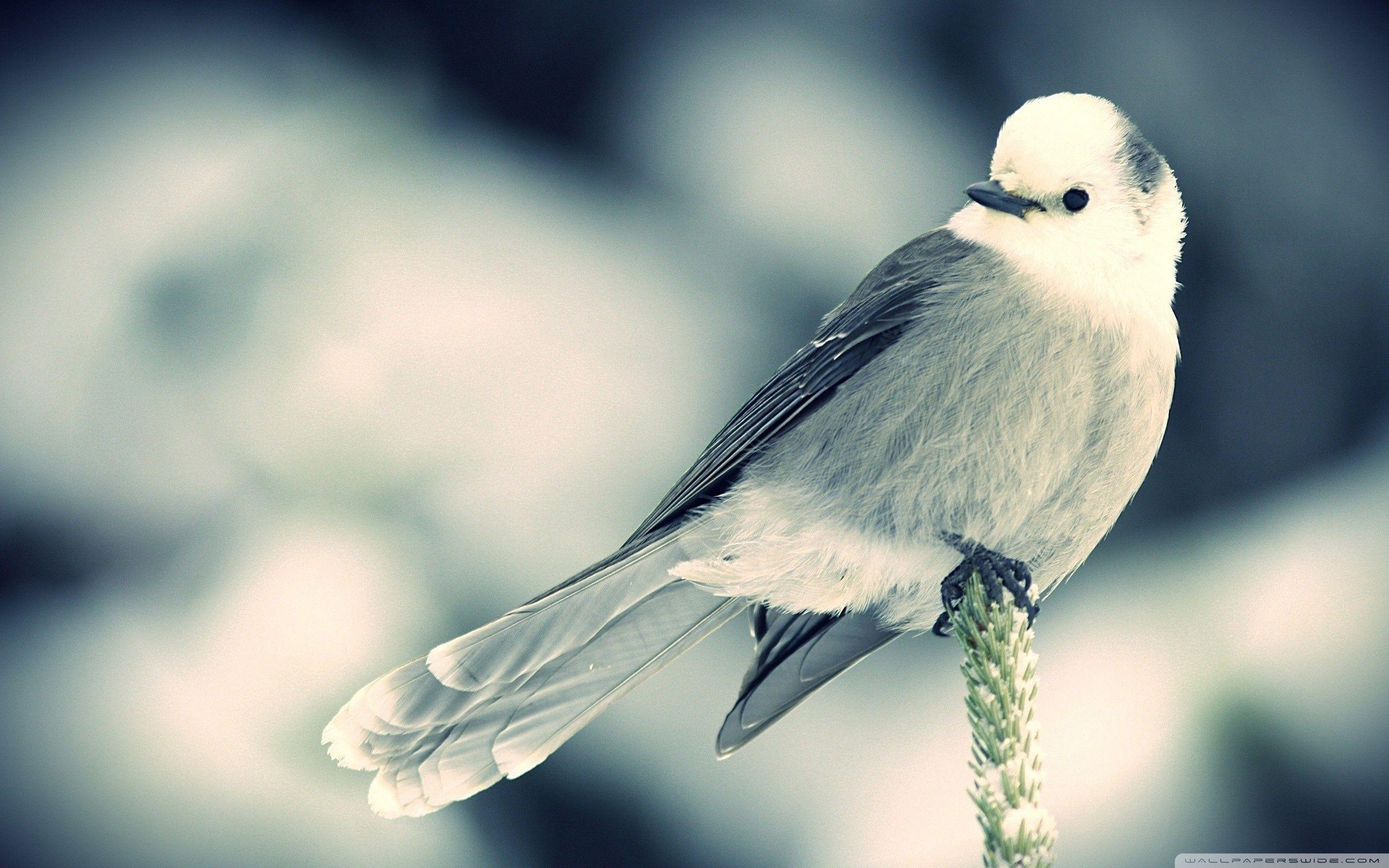 2560x1600 Bird Wallpaper Free Bird Background, Desktop