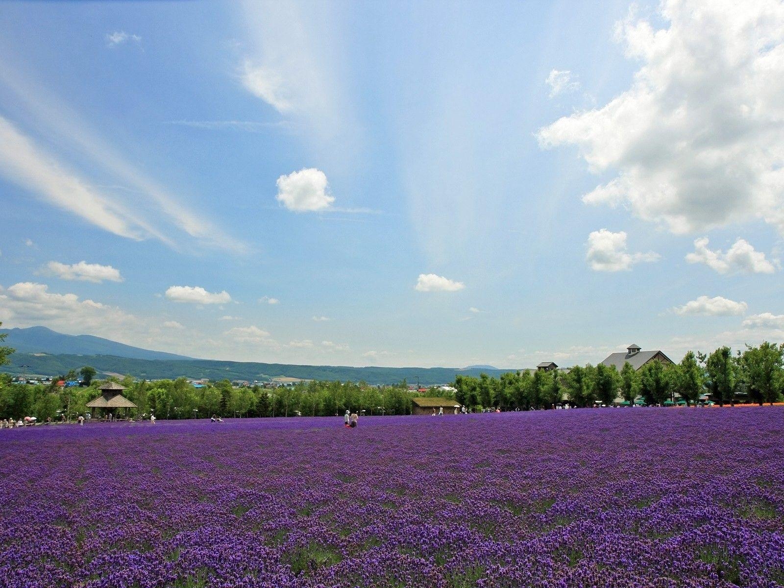 1600x1200 Hokkaido countryside scenery Wallpaper Download, Desktop