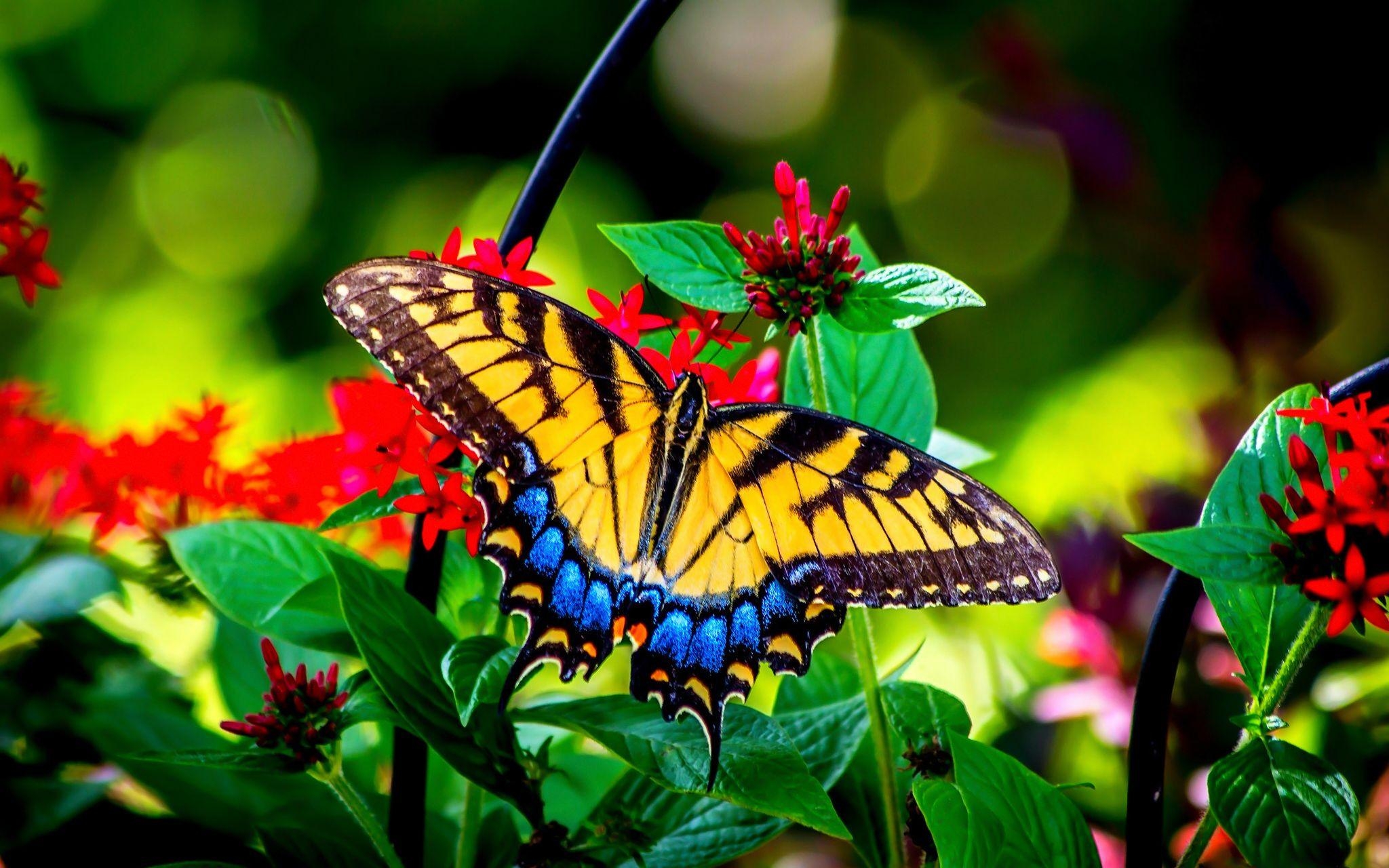 2050x1280 Beautiful Butterflies in Nature. Butterfly and garden flowers beauty nature HD Wallpaper. Butterfly garden, Butterfly wallpaper background, Flower wallpaper, Desktop