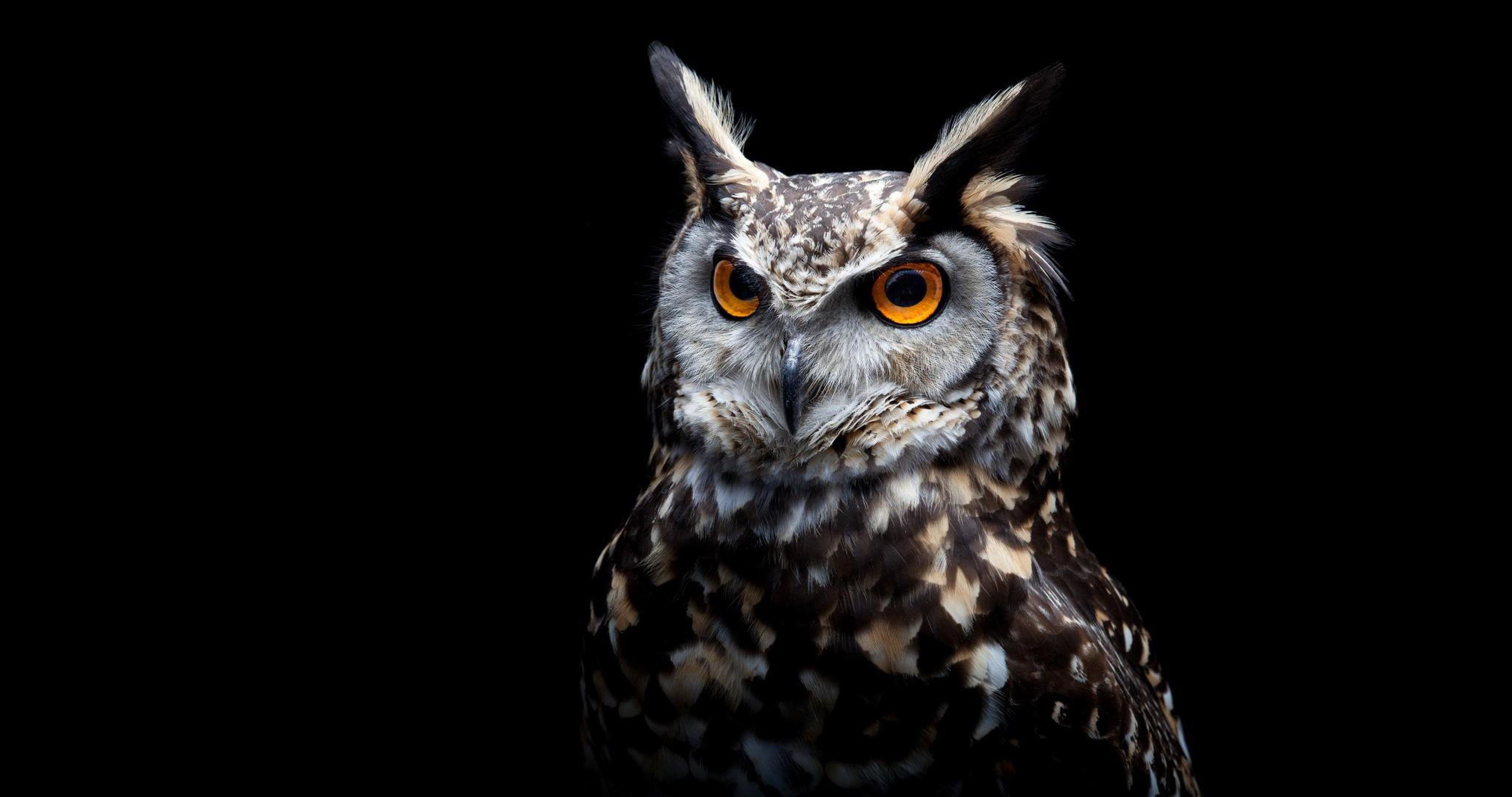 4100x2160 Dark Owl Wallpaper, Desktop