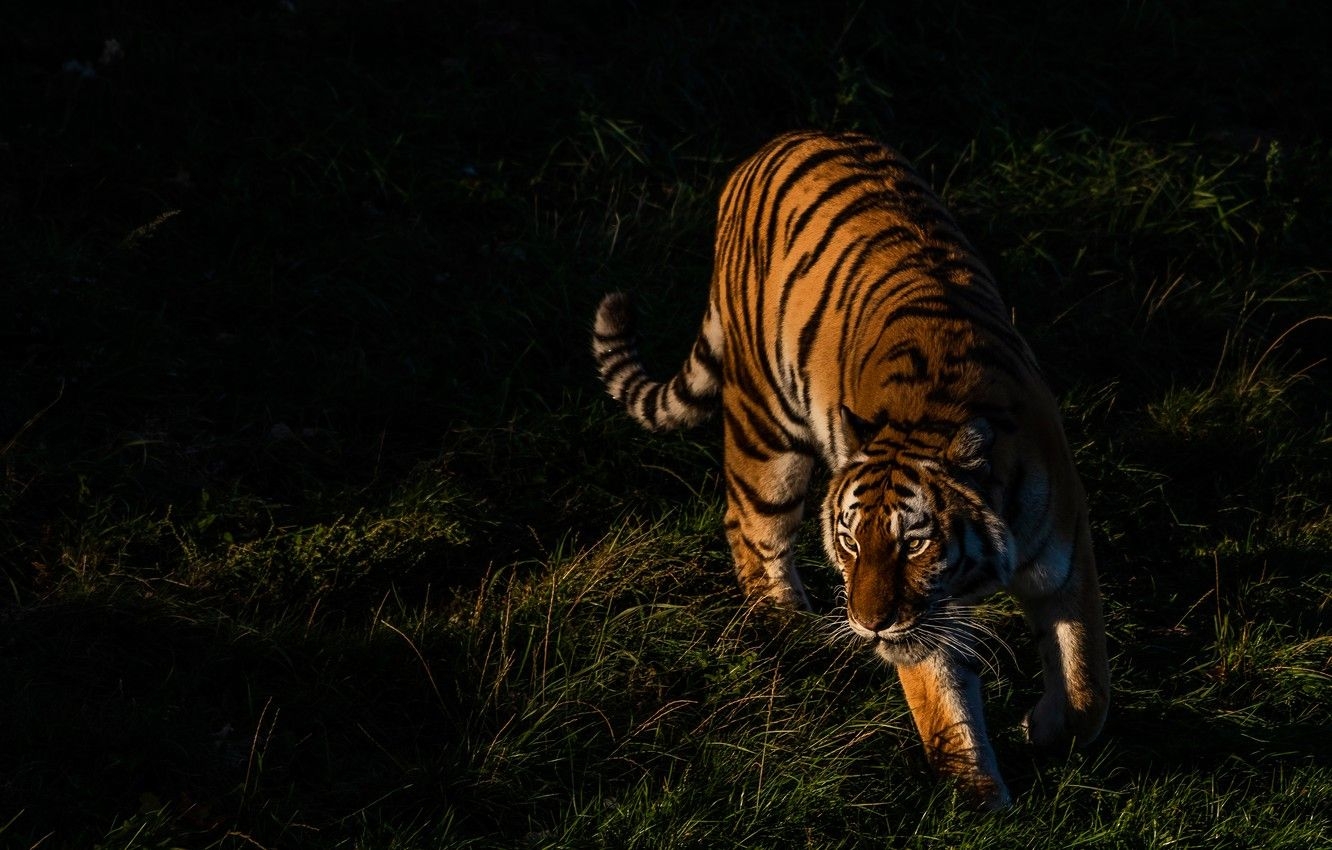 1340x850 Wallpaper grass, light, tiger, pose, the dark background, walk image for desktop, section кошки, Desktop