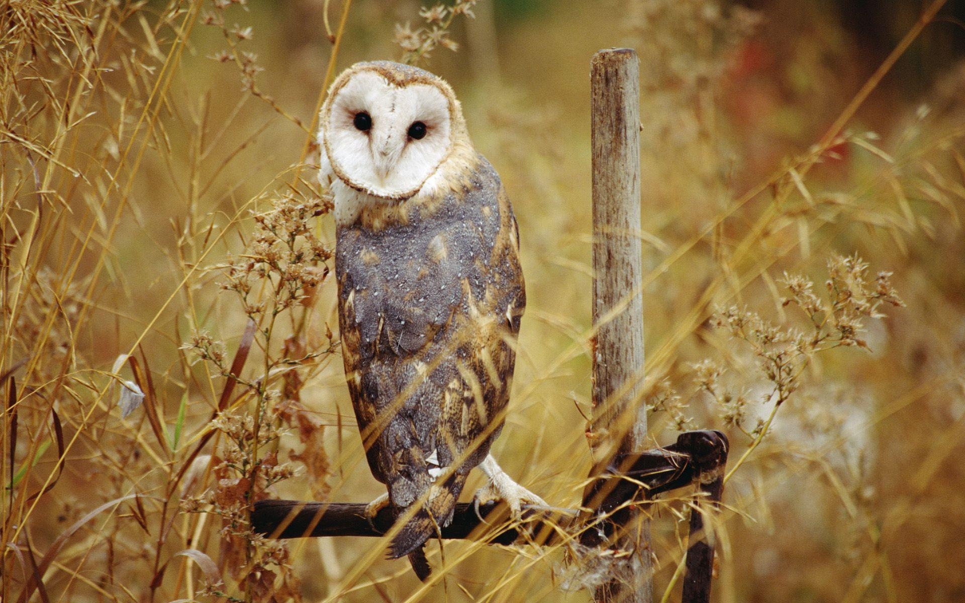 1920x1200 Barn Owl, Desktop