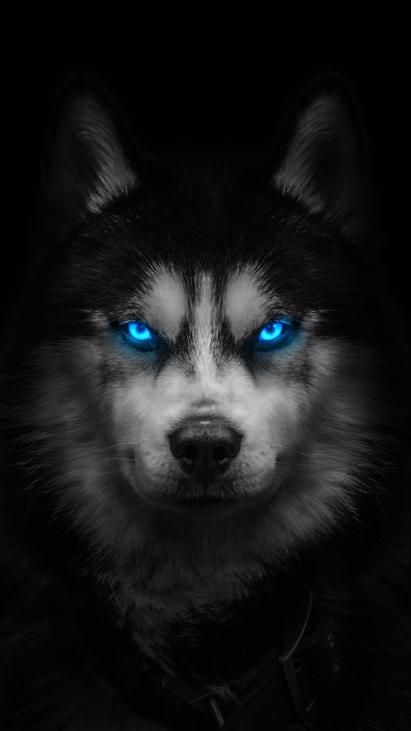 850x1500 Husky Eyes iPhone Wallpaper HD, Phone