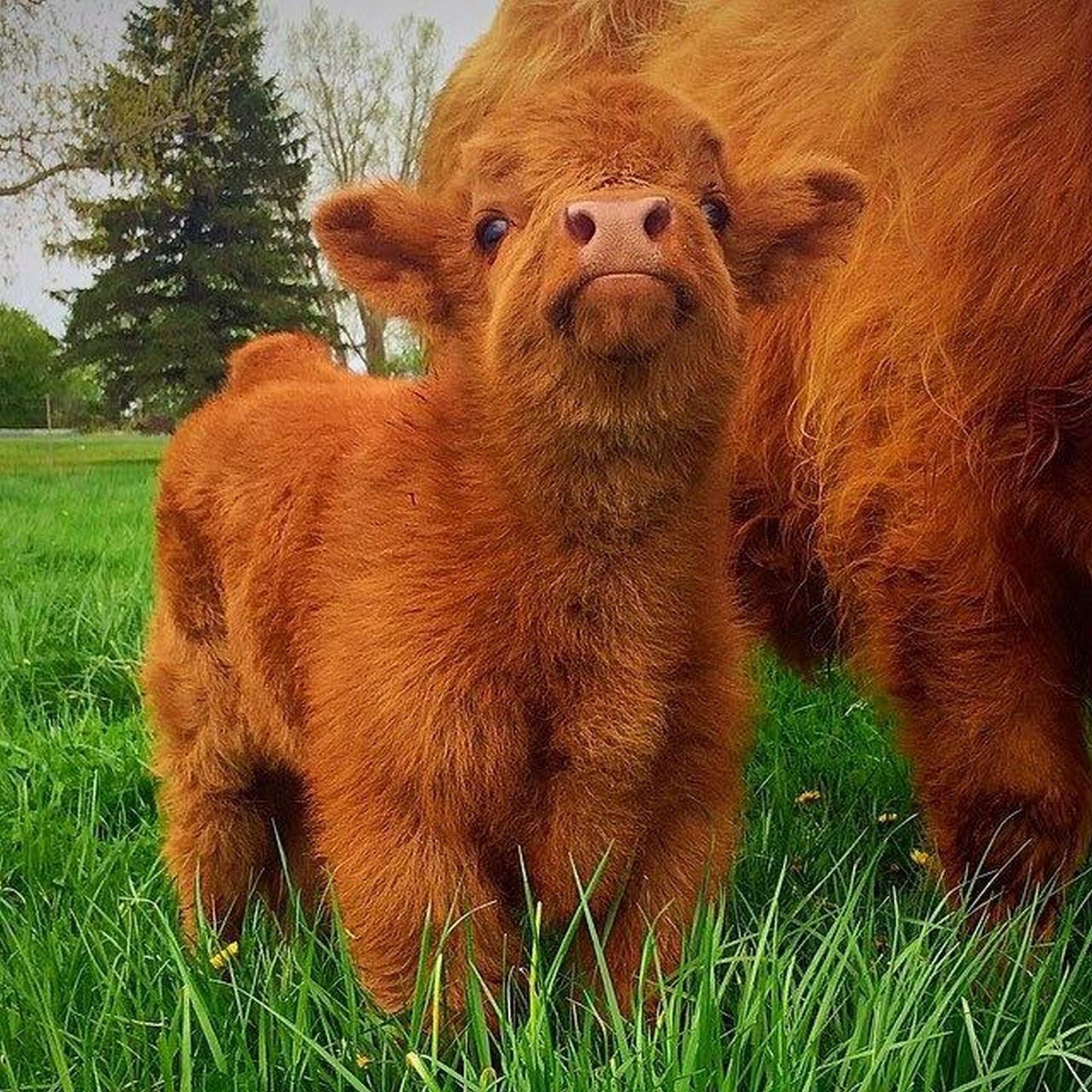 1600x1600 farm animals. Cute baby cow, Fluffy cows, Cow picture, Phone