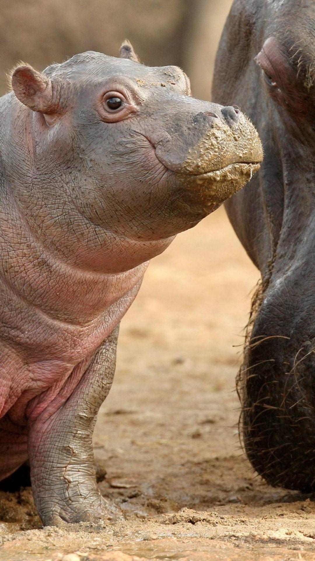 1080x1920 Baby Hippo Wallpaper, Phone