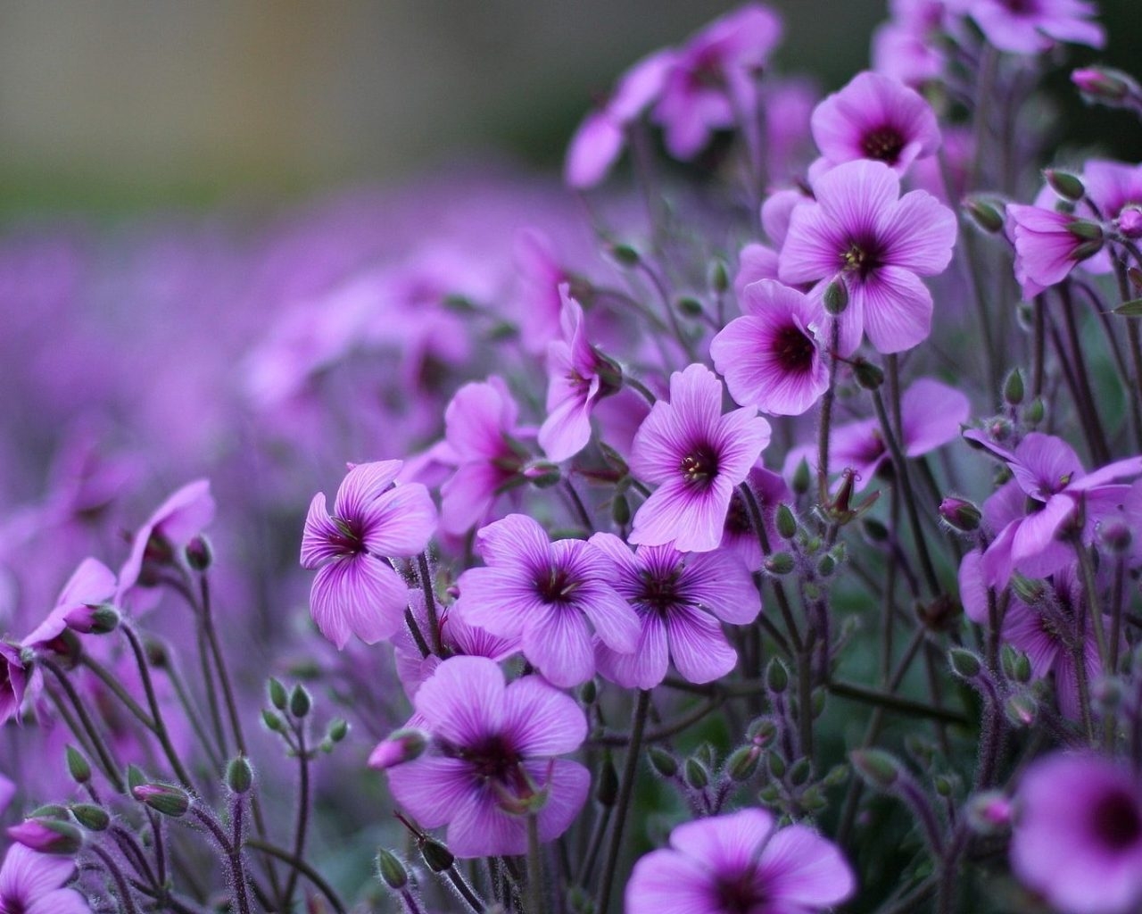 1280x1030 Purple Flowers Geranium Ornamental Flowering Plants HD Wallpaper For Desktop Pc Laptop And Mobile 1920x1080, Wallpaper13.com, Desktop