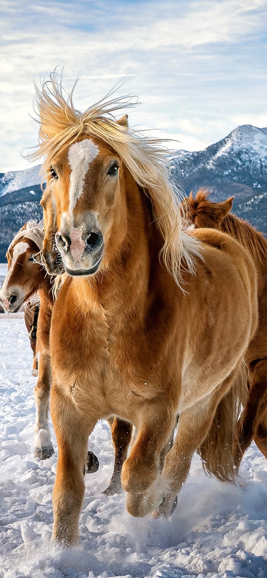 1130x2440 Horses Snow Running 4k iPhone, Phone