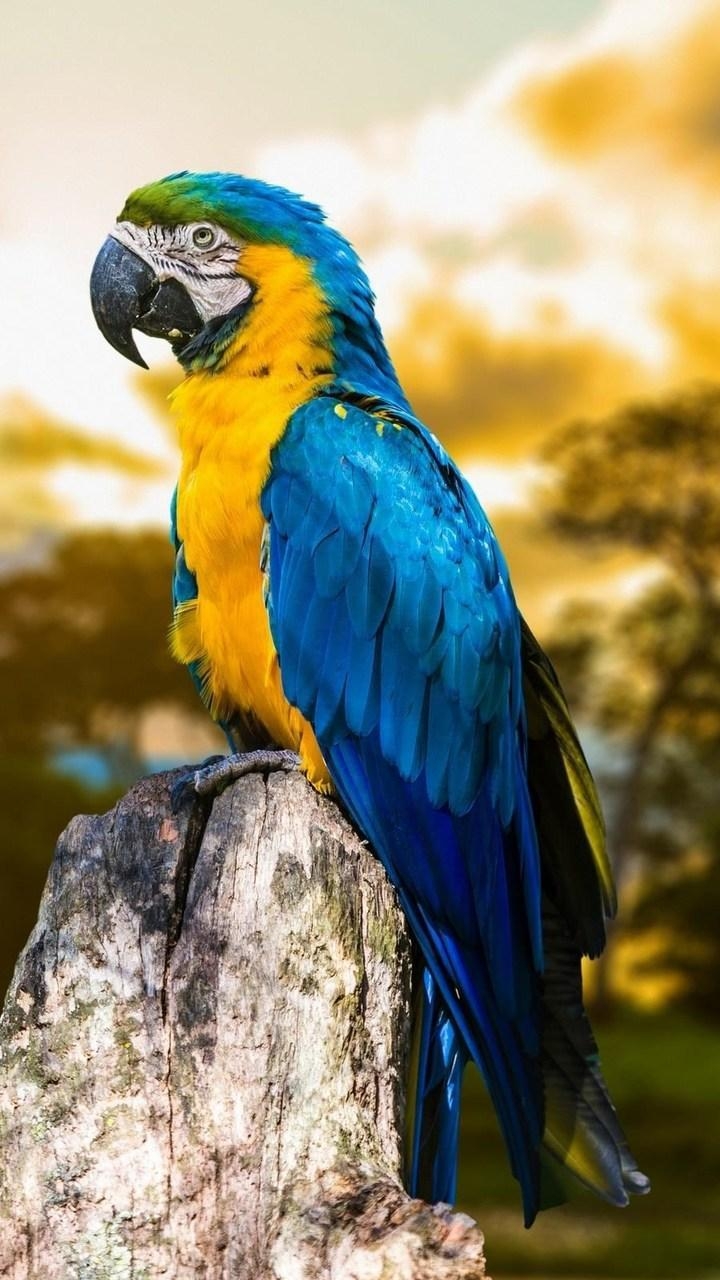 720x1280 Birds 4K HD for Android, Phone