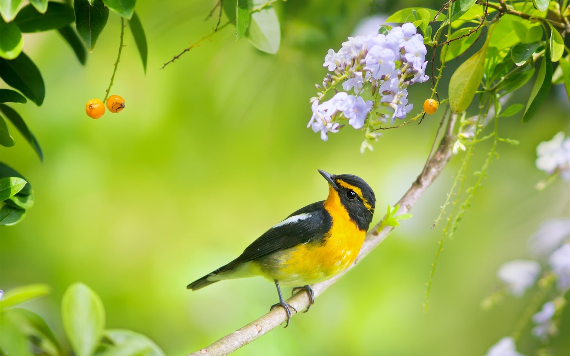 1920x1200 Wallpaper Japanese paradise flycatcher, birds photography, spring, Desktop