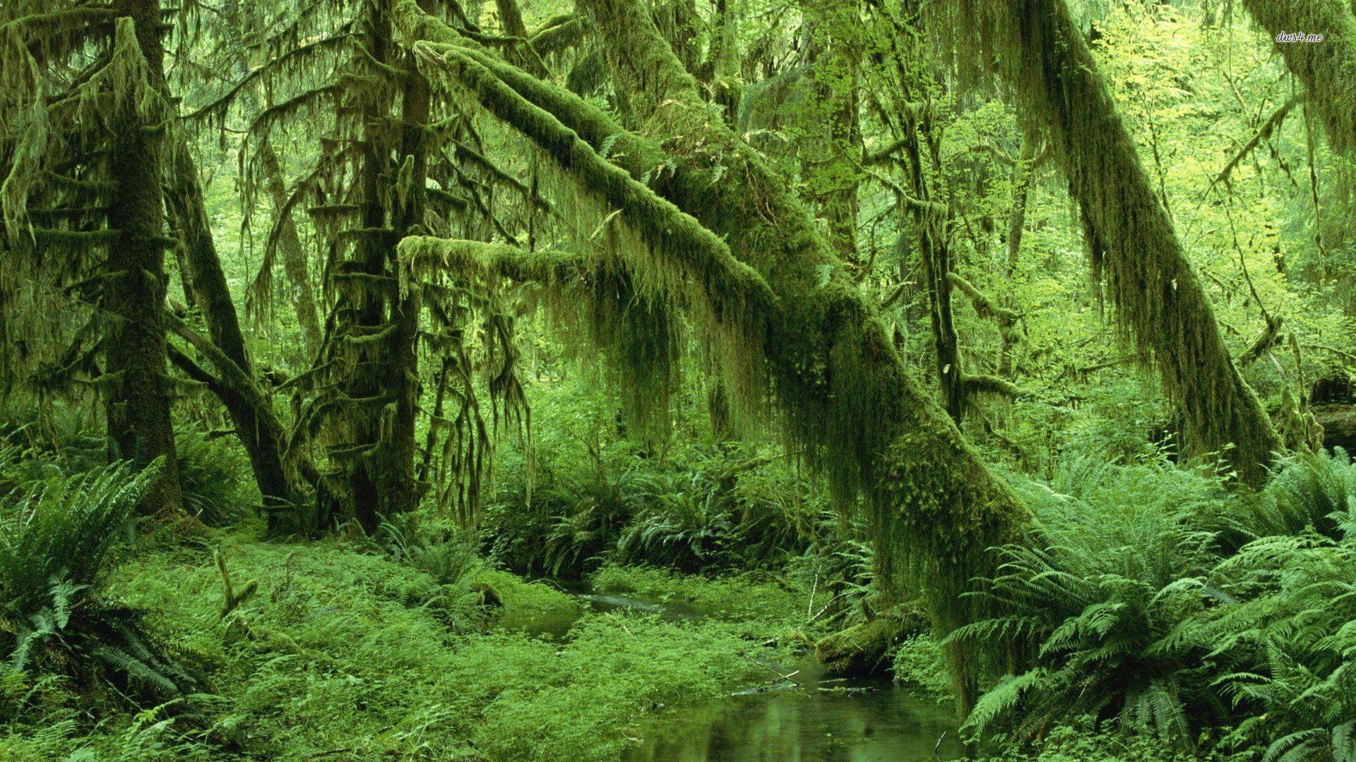 1920x1080 Olympic National Park, Desktop