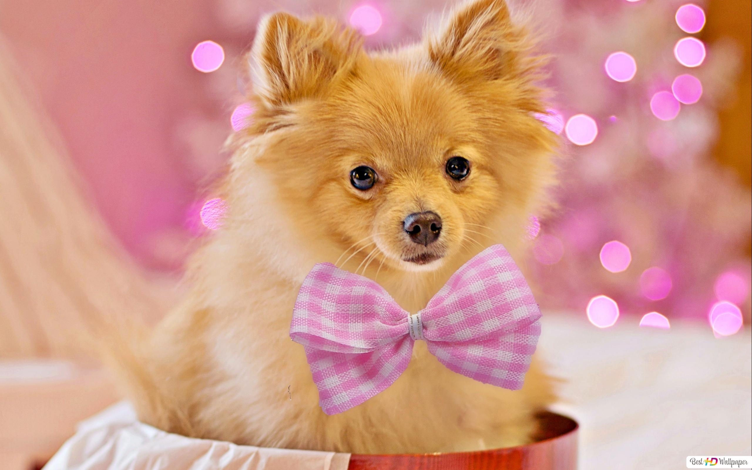 2560x1600 Cutest pet puppy as a gift on holidays with pink lights as background HD wallpaper download, Desktop