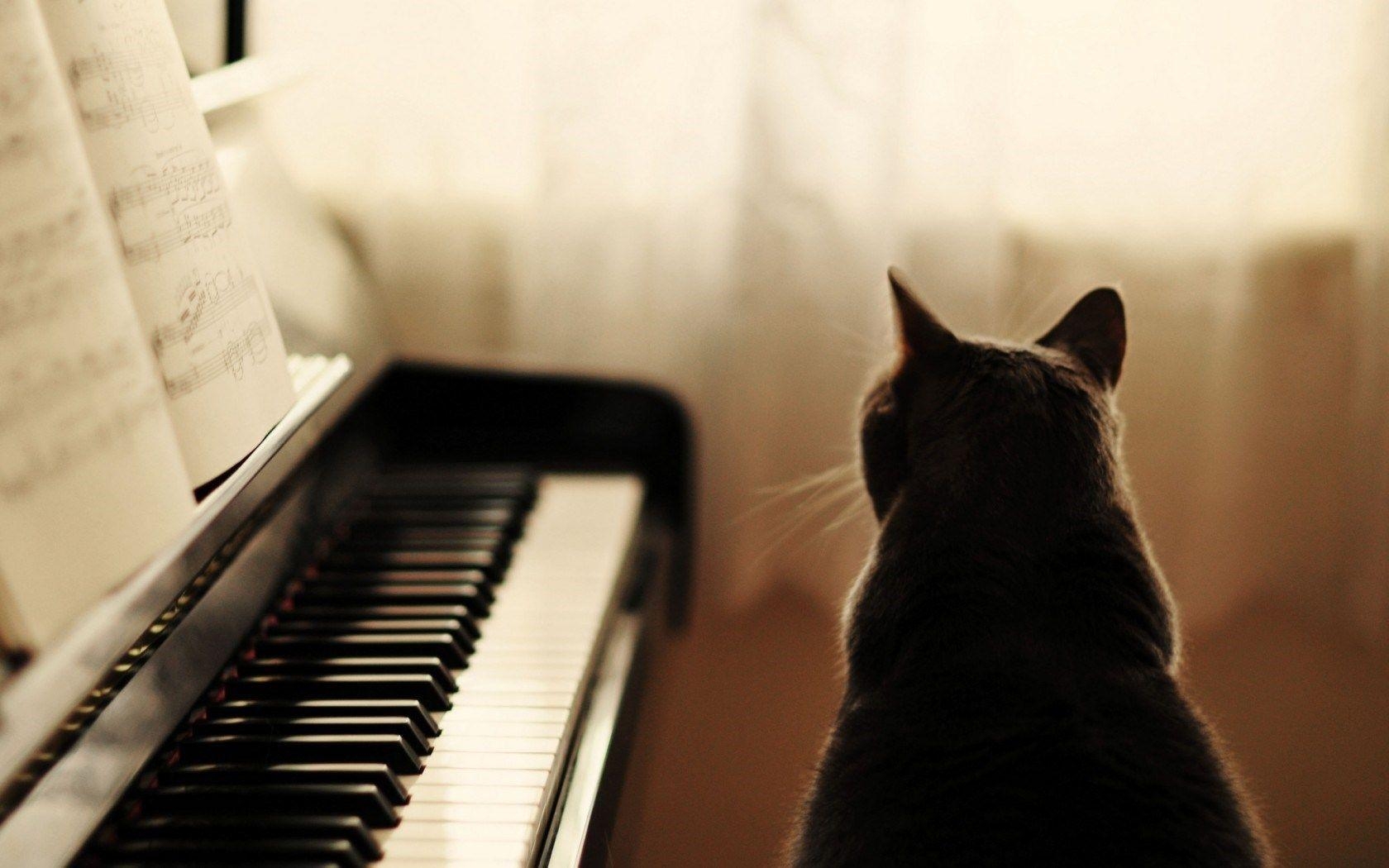 1680x1050 Cat Piano Music HD Wallpaper Desktop Background Free, Desktop