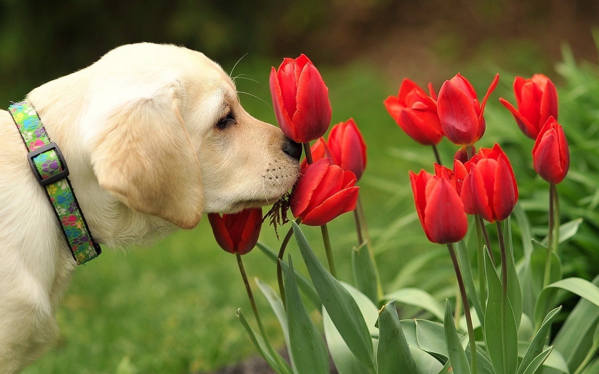 1920x1200 spring computer background wallpaper. Dog flower, Labrador puppy, Golden retriever, Desktop