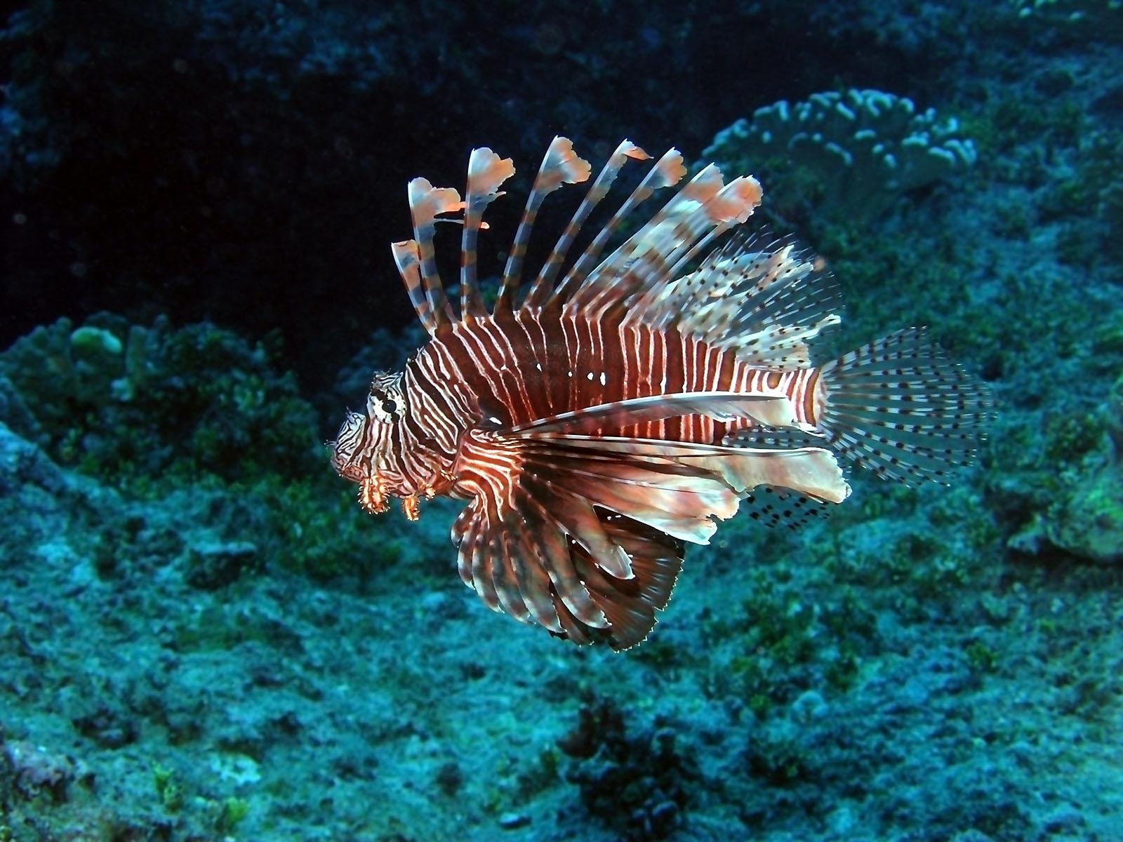 1600x1200 Photo turkey fish Fish Underwater world Animals, Desktop