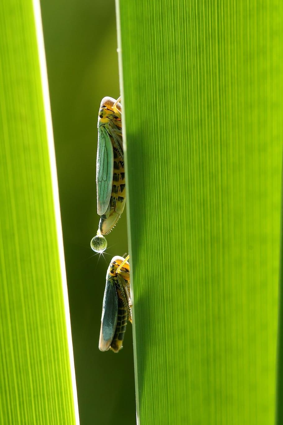 910x1370 Leafhopper 1080P, 2K, 4K, 5K HD wallpaper free download, Phone