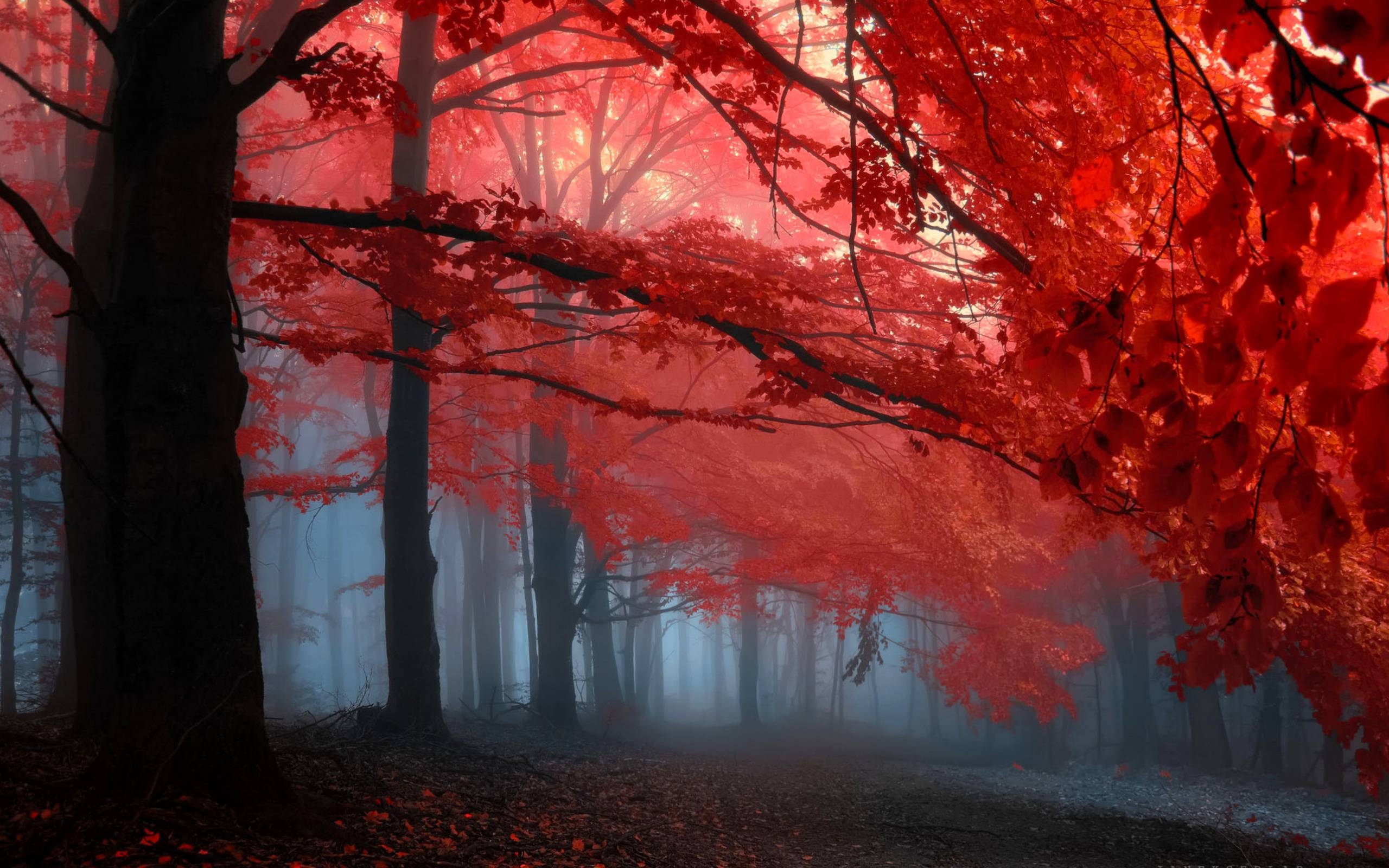 2560x1600 Red Leaves Wallpaper, Desktop