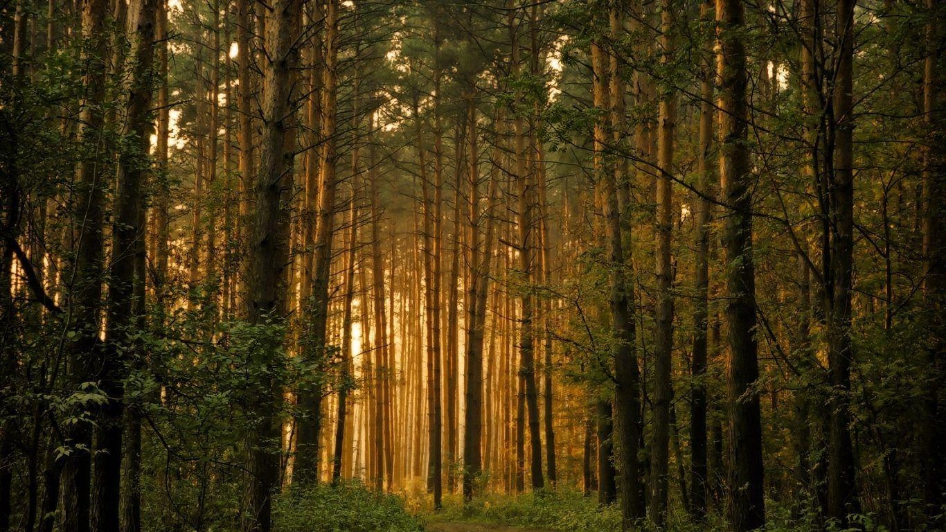 1370x770 Forest: Park Fall Point Trees North Leaves Forest Maryland State, Desktop