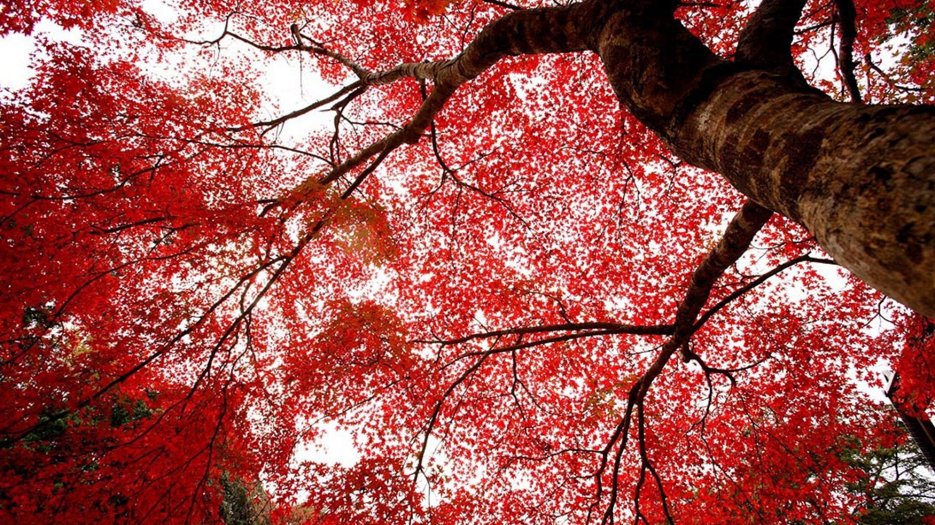 1920x1080 Red Wallpaper Japan, Desktop