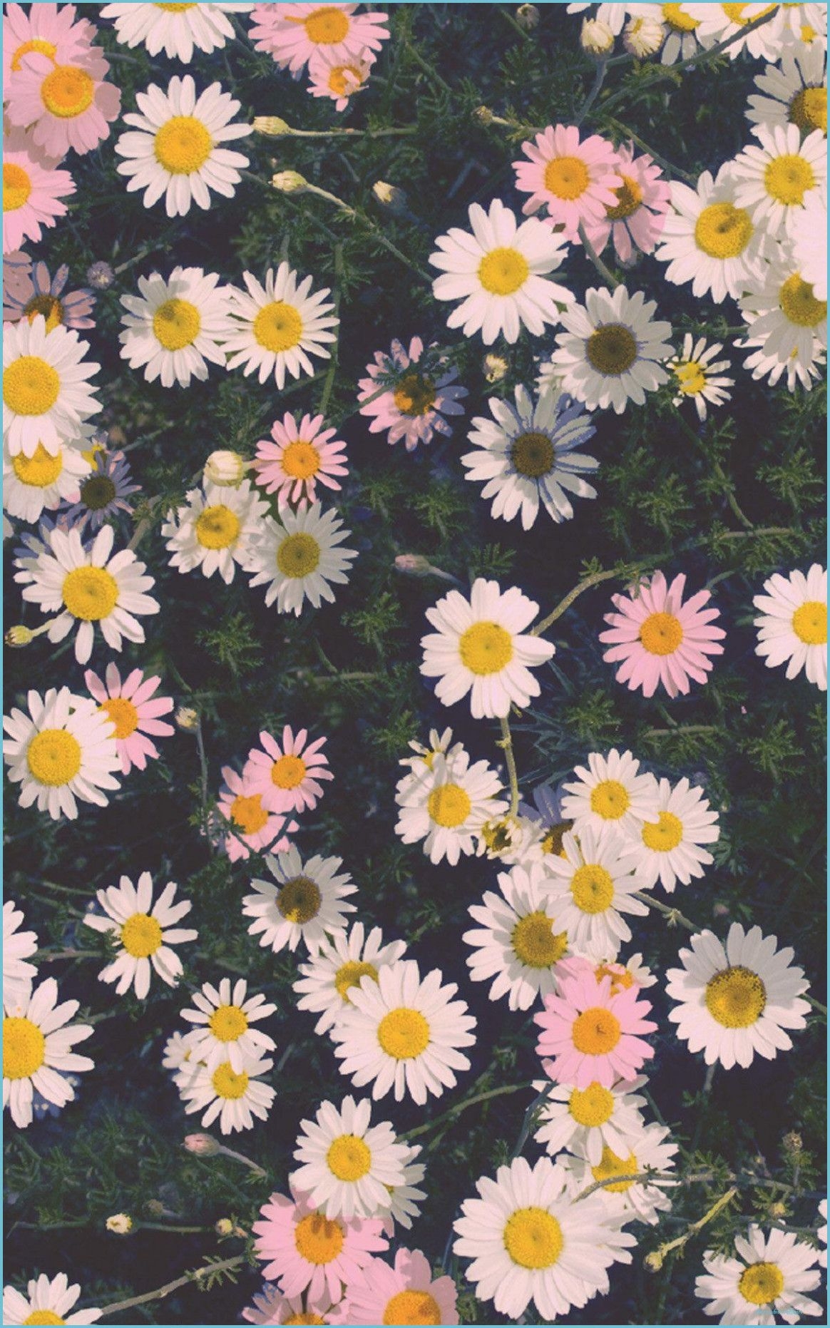 1170x1870 10k Flower iPhone X Wallpaper iphone wallpaper, Phone