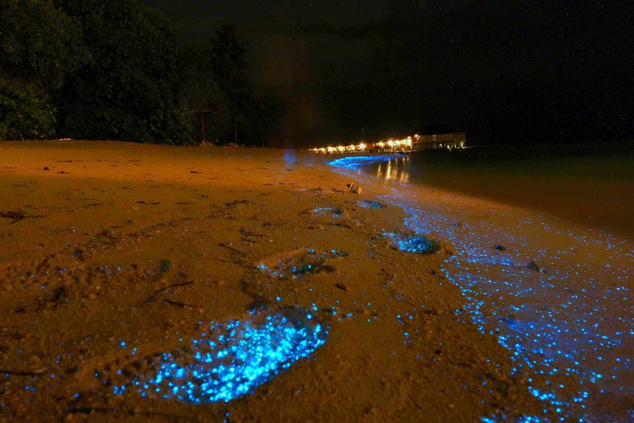 2050x1370 Maldives beach becomes sea of stars thanks to bioluminescent, Desktop