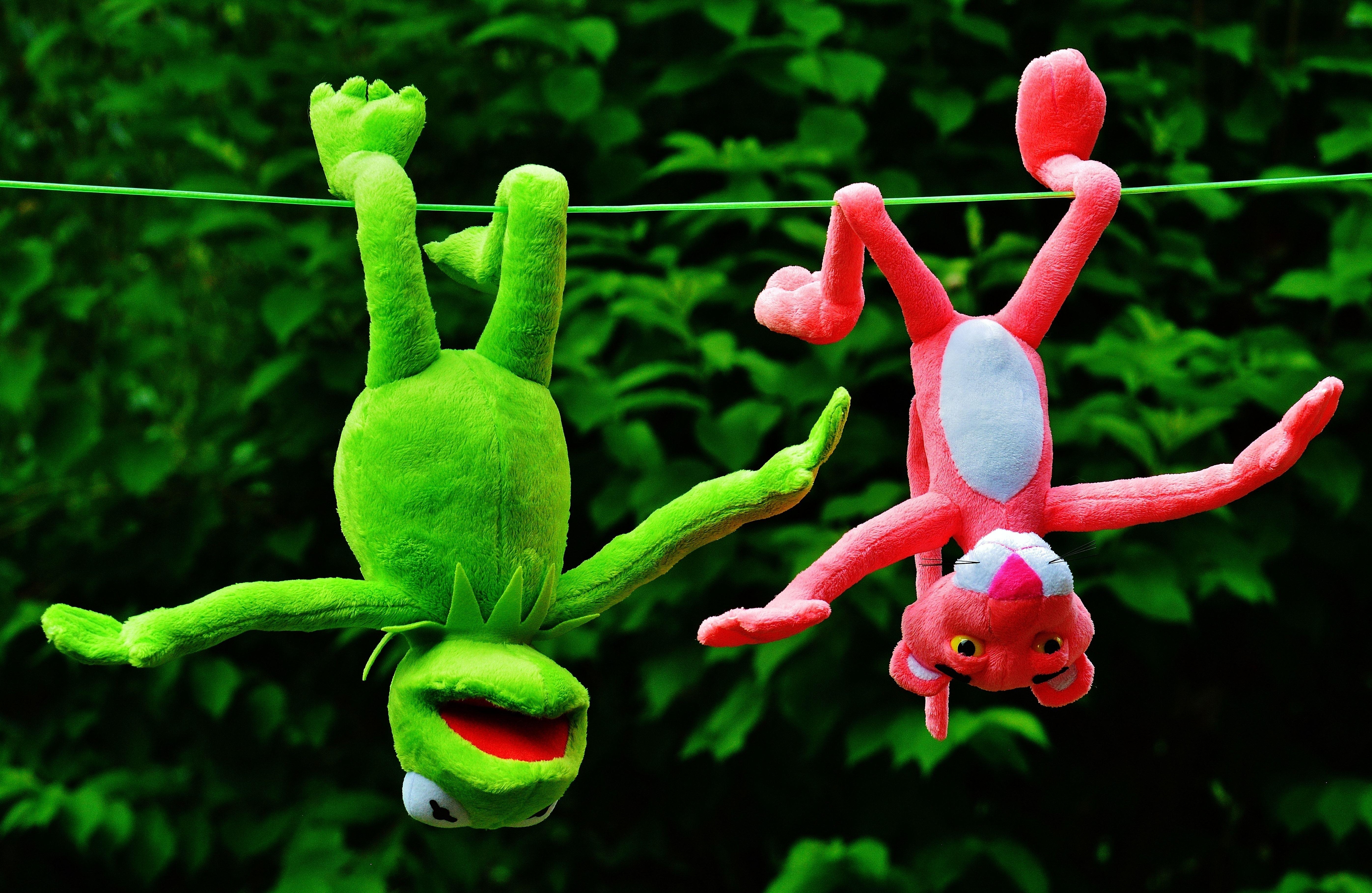 5590x3640 kermit the frog and pink panther plush toys free image, Desktop