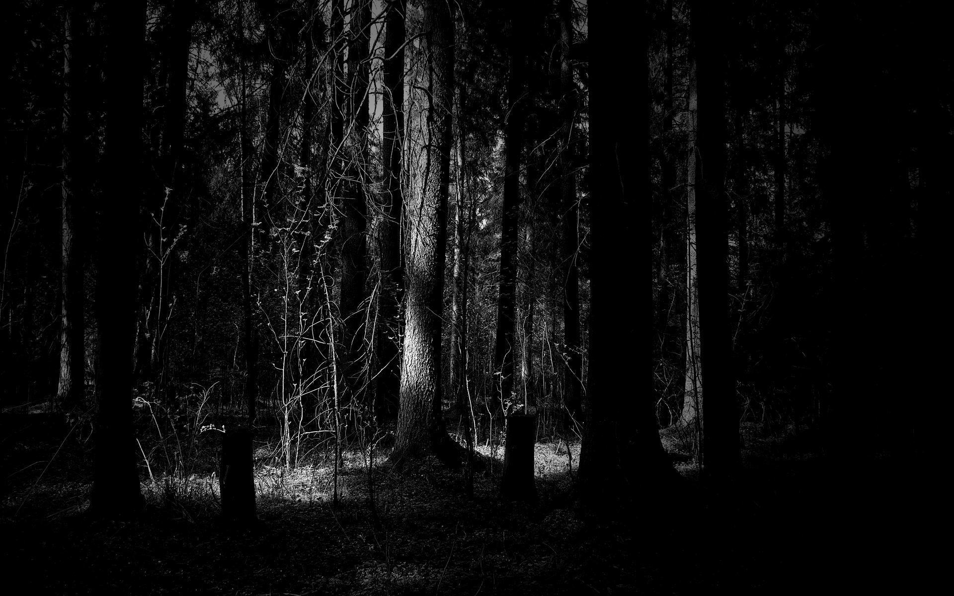 1920x1200 Dark Forest Desktop HD Wallpaper, Desktop