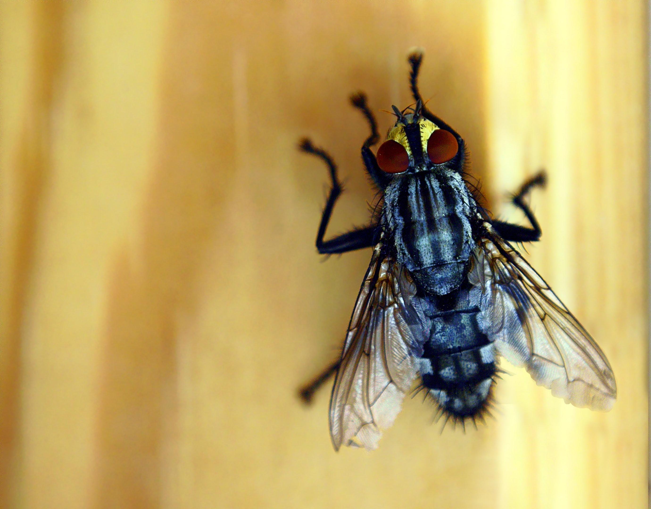 2770x2160 Free of fly eye, fly wing, housefly, Desktop