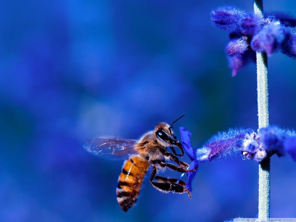 1030x770 Honey Bee, Blue Lavender Flowers ❤ HD Desktop Wallpaper for 4K, Desktop