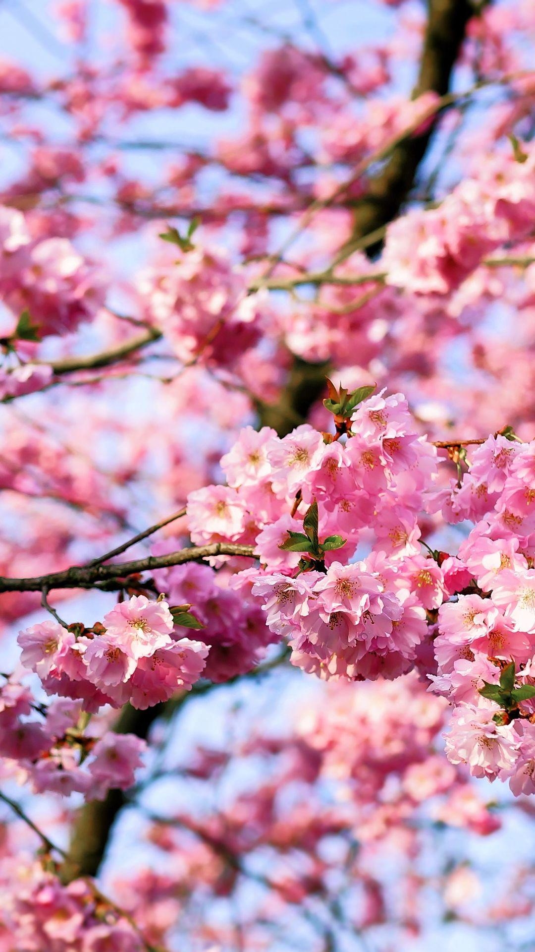 1080x1920 Free HD Cherry Blossom Tree Phone Wallpaper.1141, Phone