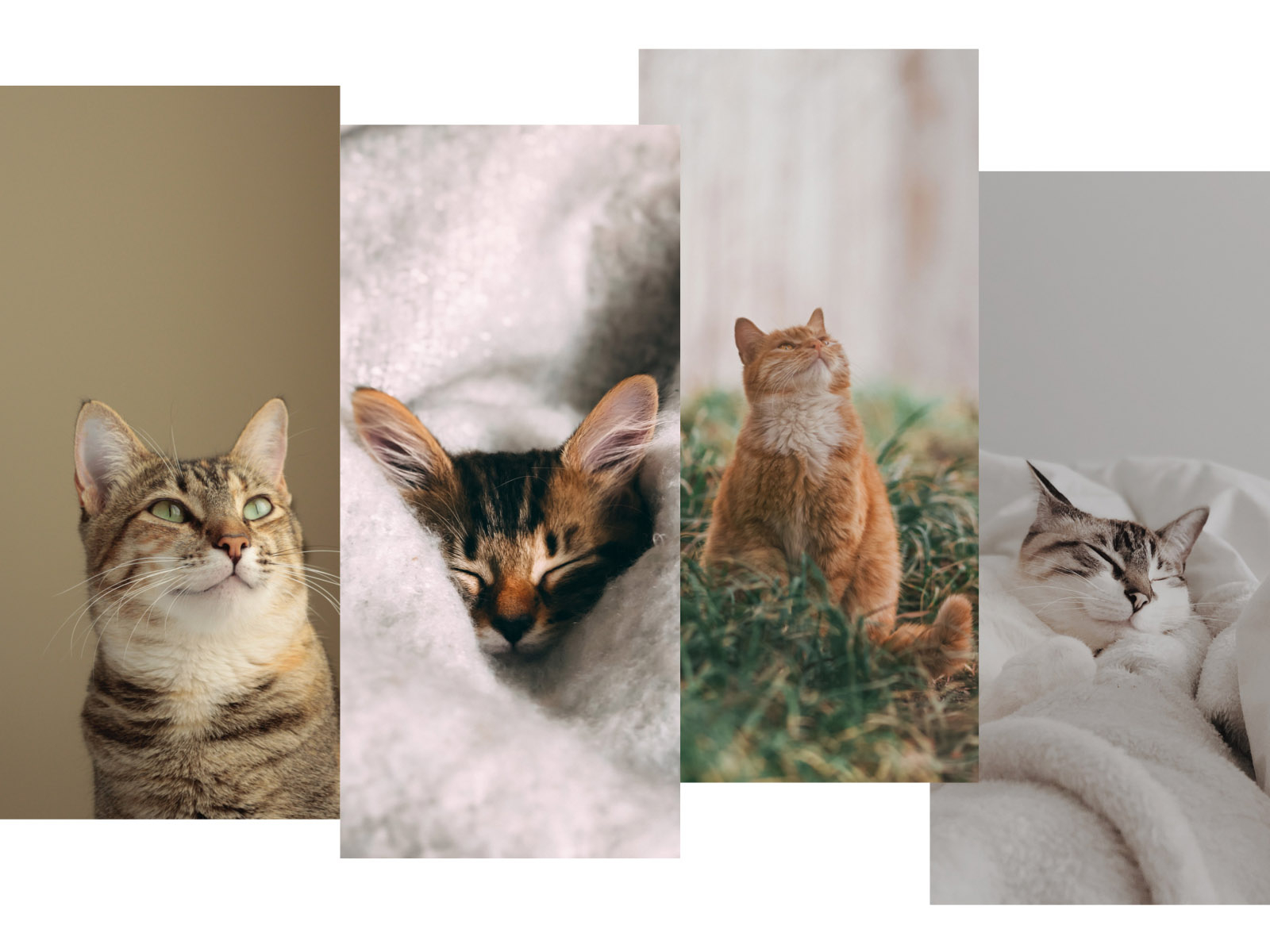 1600x1200 Wallpaper Archives Like Cats Very Much, Desktop