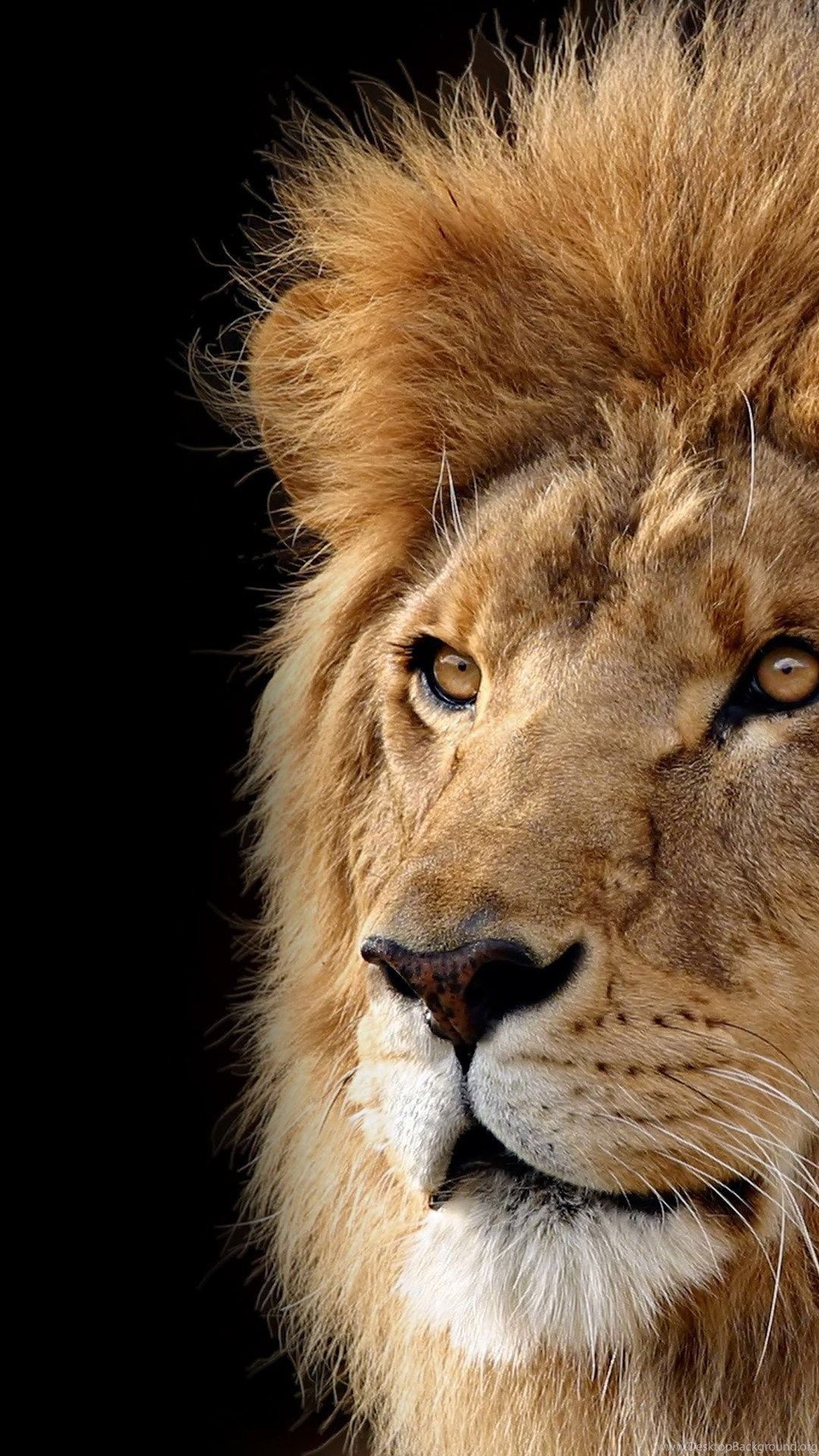 1080x1920 Animal Big Cat Lion HD Wallpaper Desktop Background, Phone