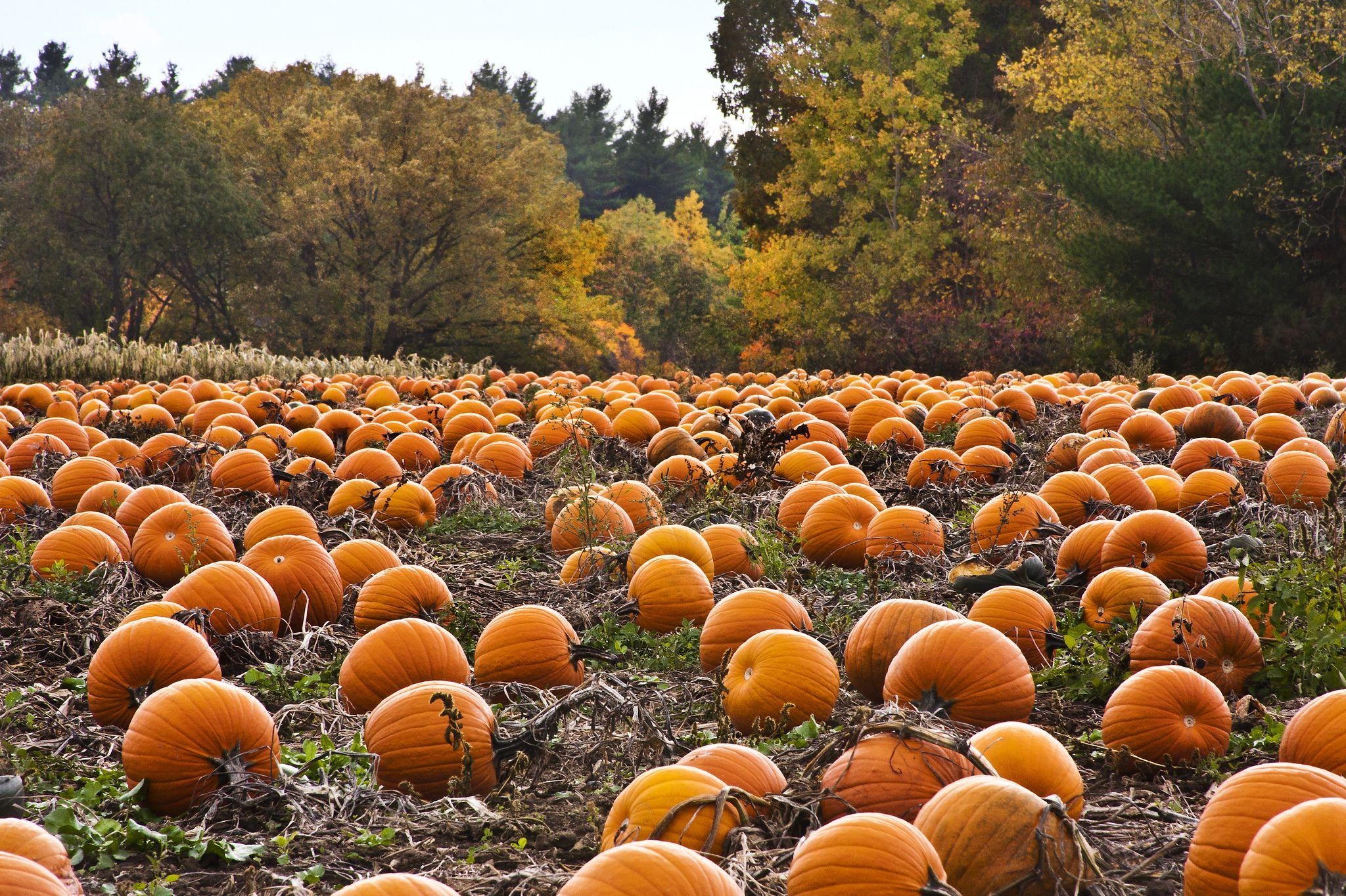 2050x1370 Pumpkin Patch Desktop Wallpaper, Desktop