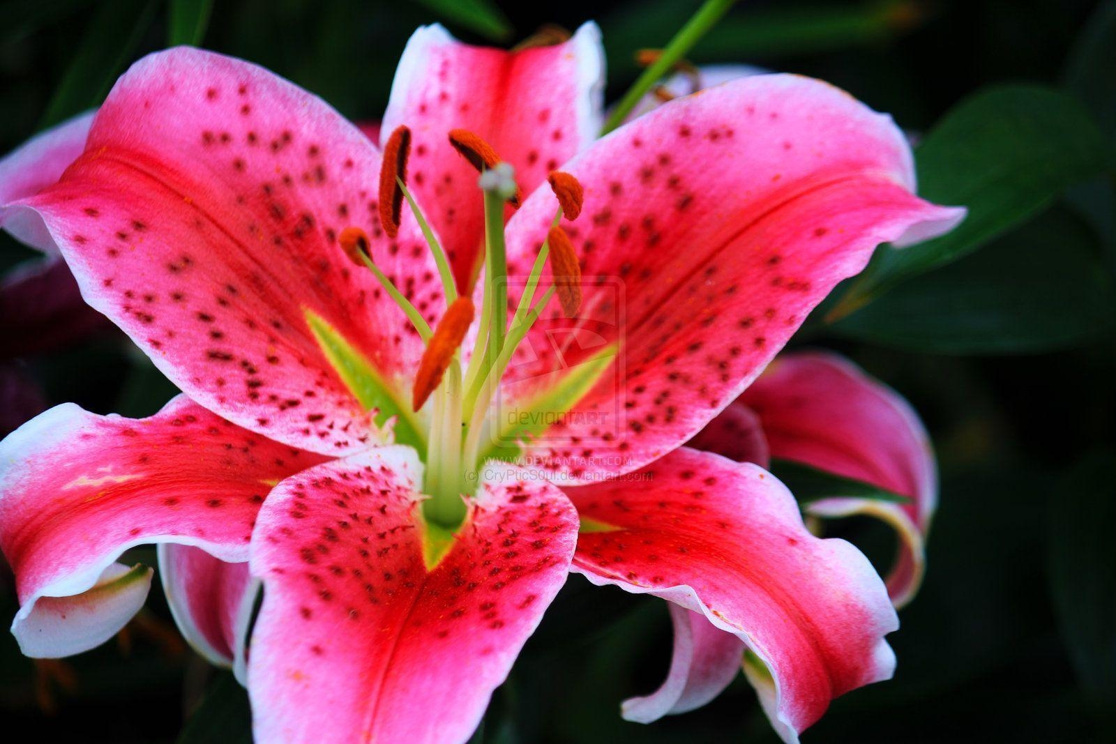 1600x1070 Pink Stargazer Lily, Desktop