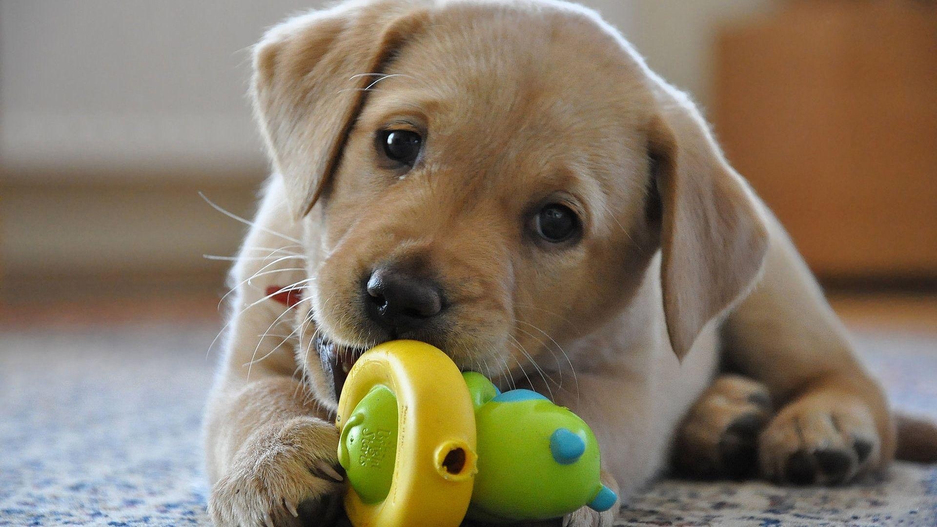 1920x1080 Labrador Retriever Wallpaper for Desktop, Desktop