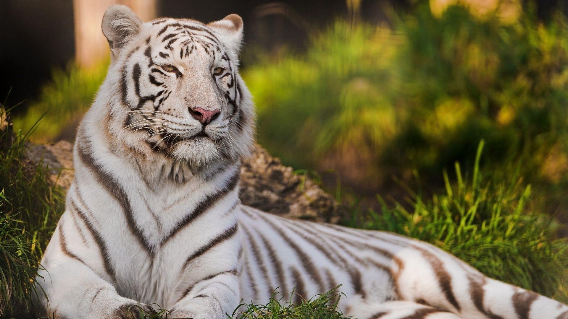 1920x1080 Cool White Tiger Wallpaper 21562  px, Desktop