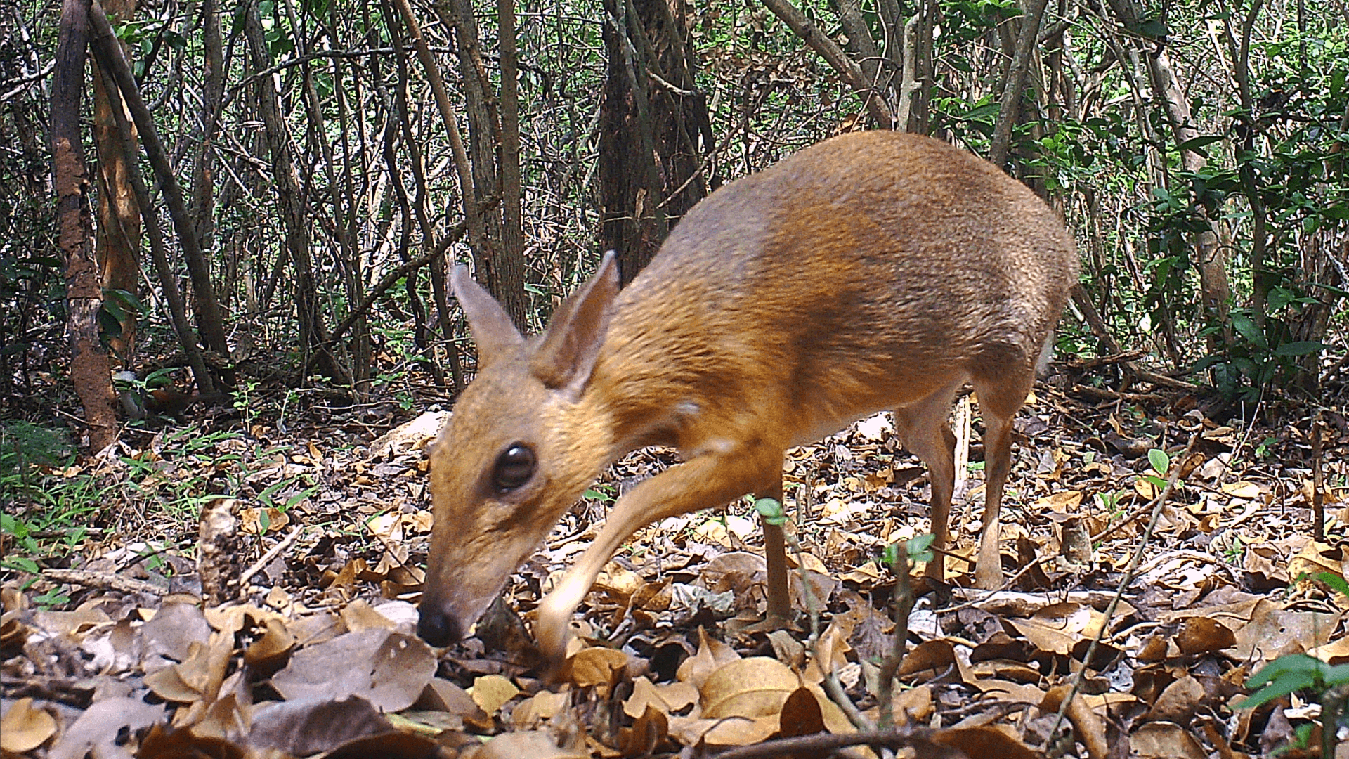 1920x1080 Lost species of fanged 'mouse deer' spotted for first time, Desktop