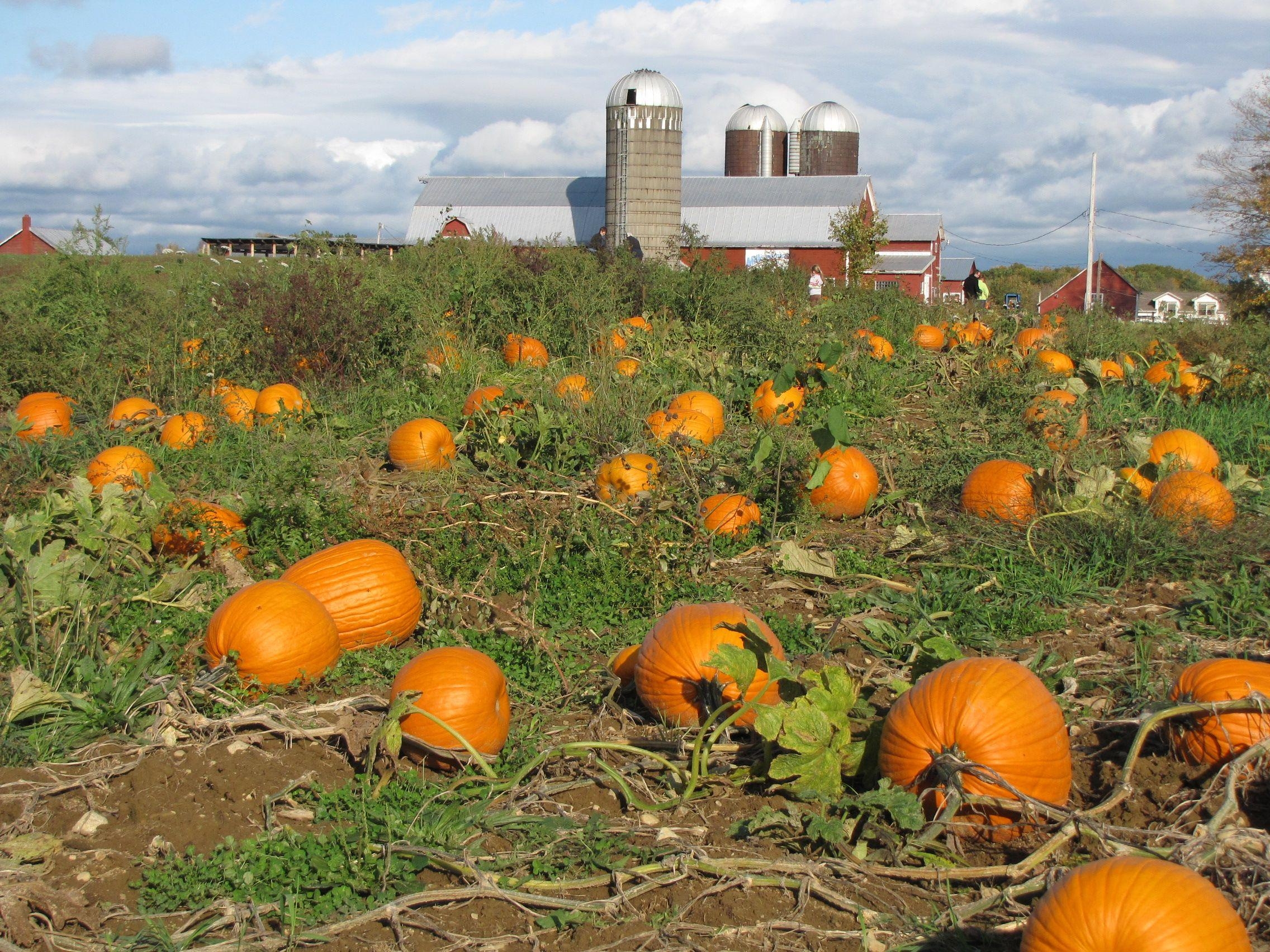 2280x1710 Best HD Pumpkin Patch Wallpaper, Desktop