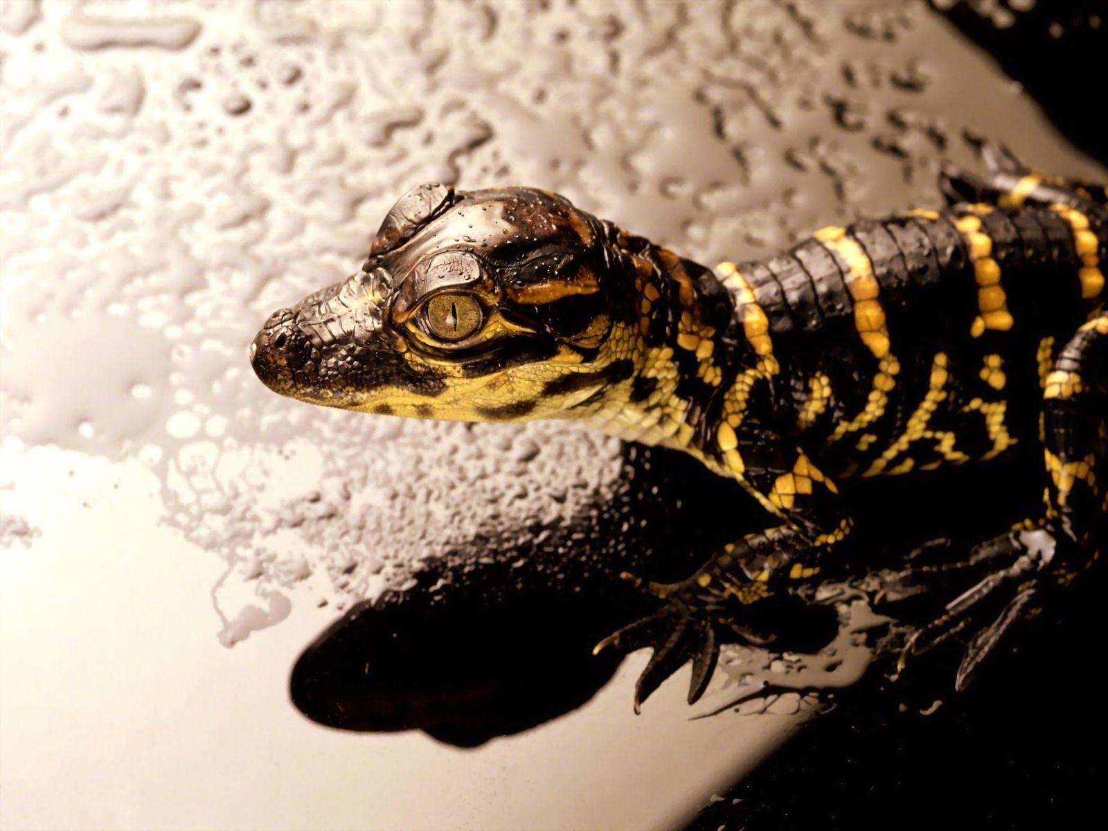 1600x1200 Reptiles HD Wallpaper. Reptiles Desktop Wallpaper Download, Desktop