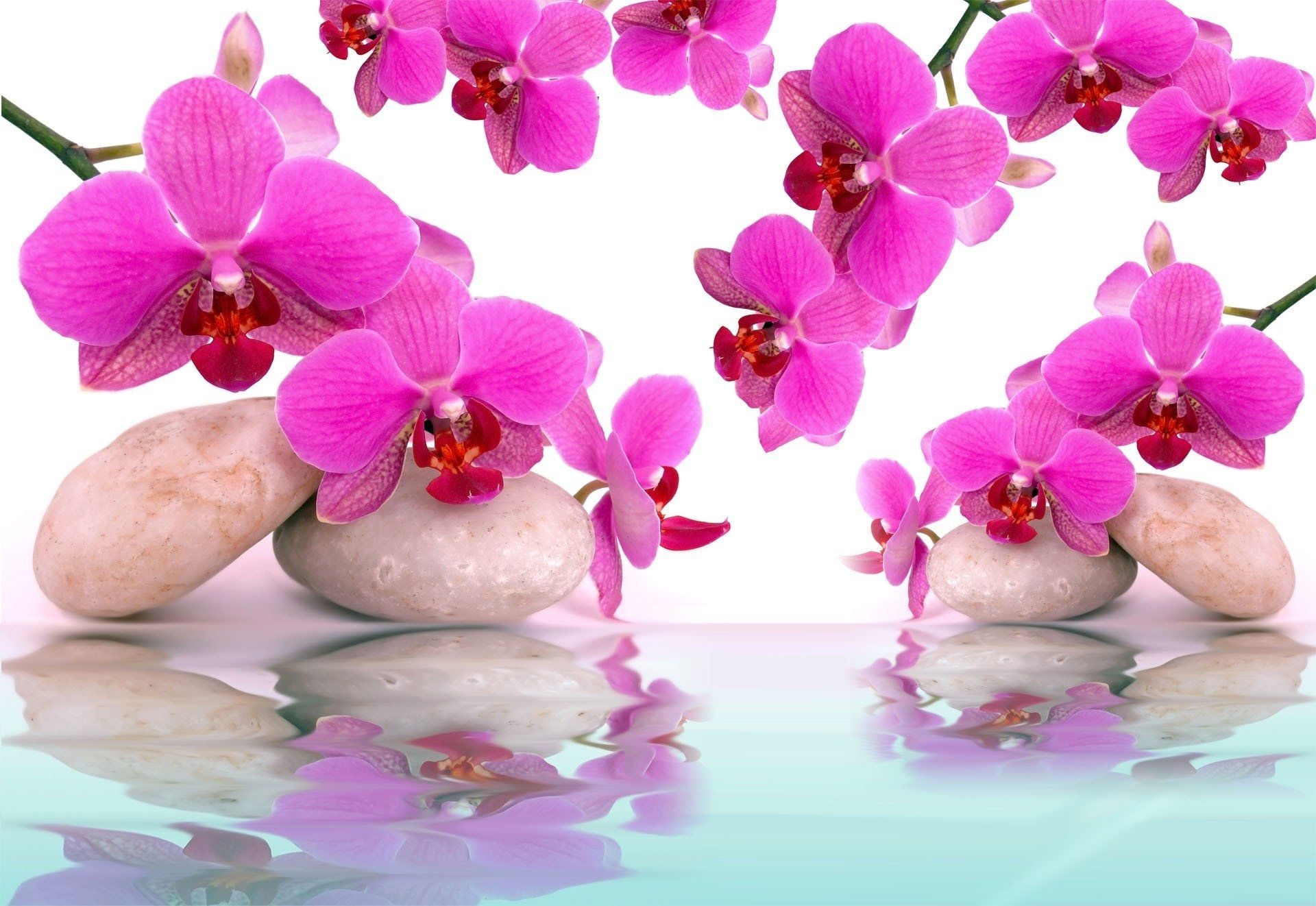 1920x1330 Pink Orchids HD Wallpaper, Desktop