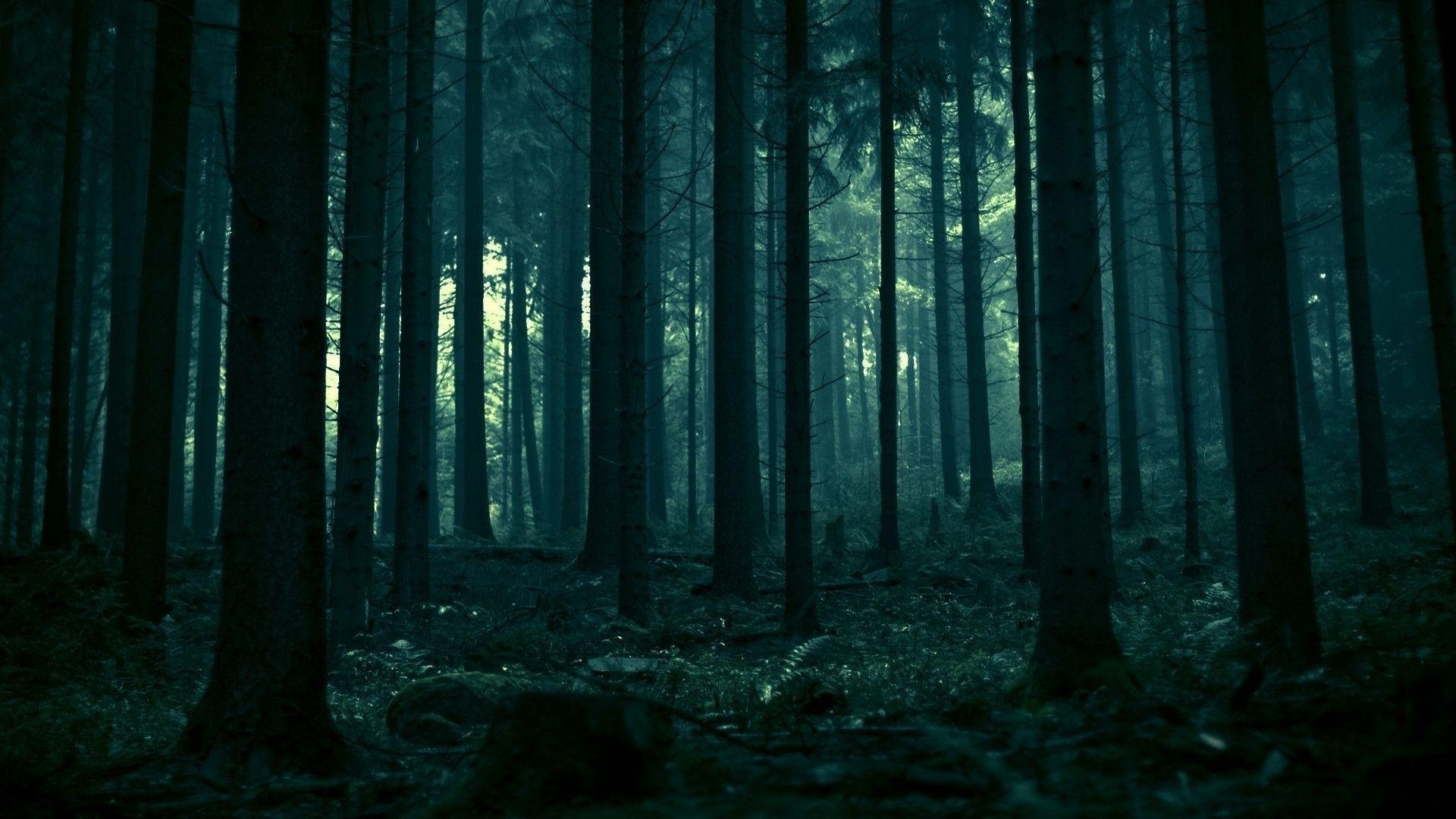 1920x1080 dark forest wallpaper, Desktop