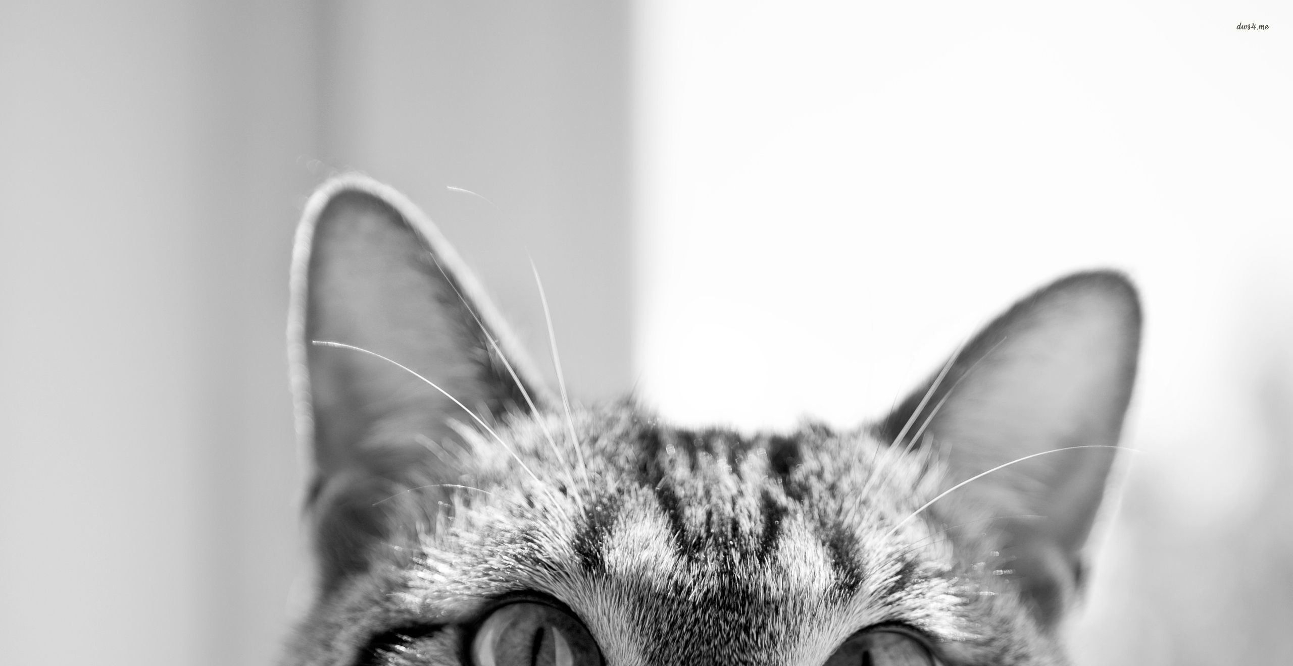 2560x1320 Tumblr Hipster Cat Wallpaper Free Tumblr Hipster Cat, Desktop