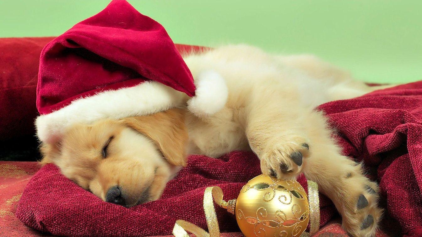 1350x760 Christmas Cute puppy Golden Retriever wallpaper, Desktop