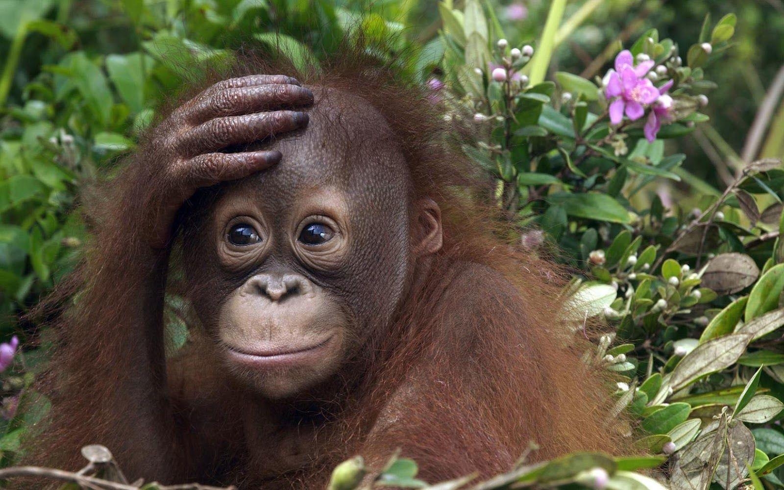 1600x1000 OMG!!!. Monkeys funny, Cute monkey, Orangutan, Desktop