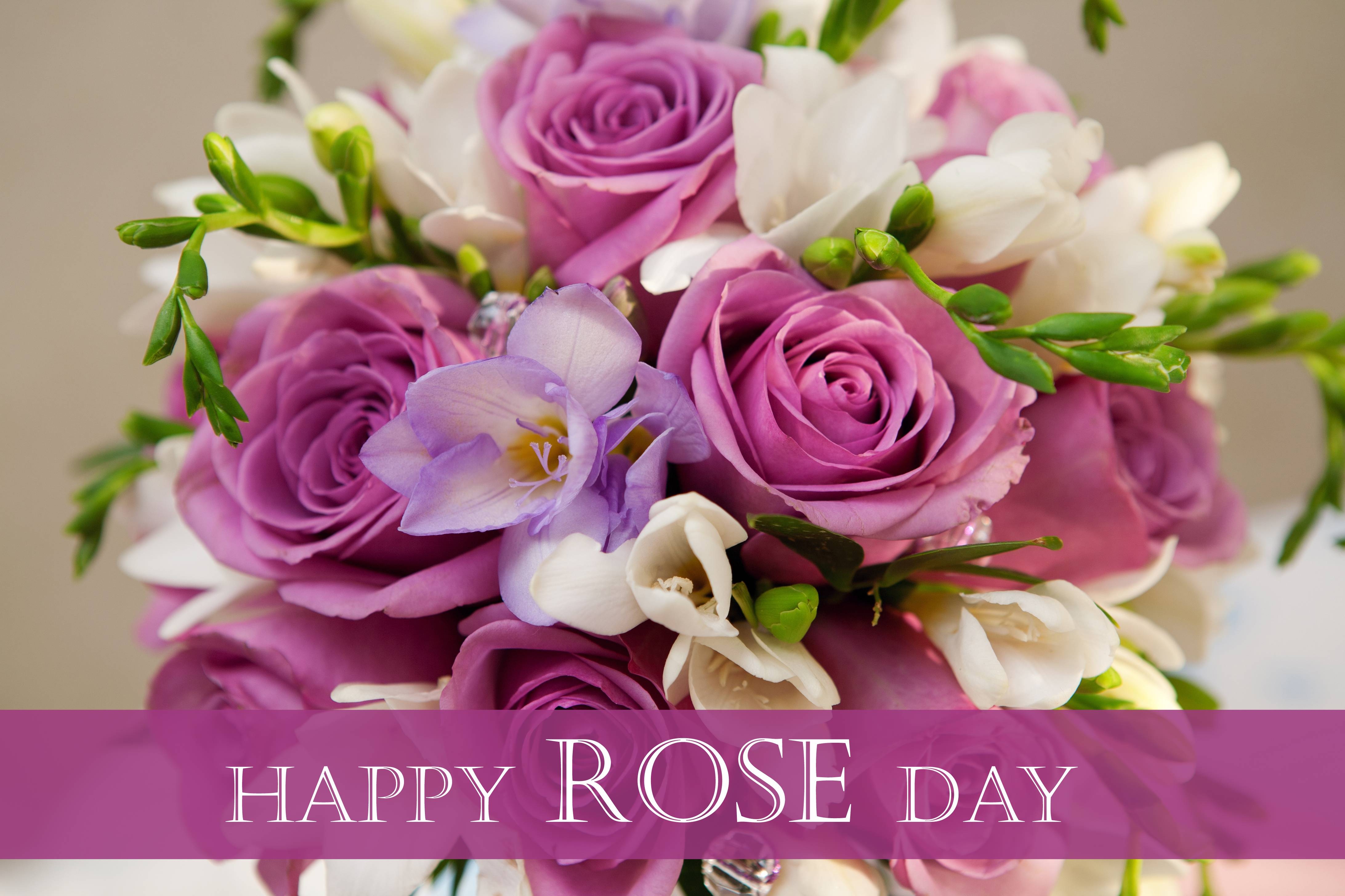 4370x2920 Rose Day Wallpaper and Beautiful, Desktop