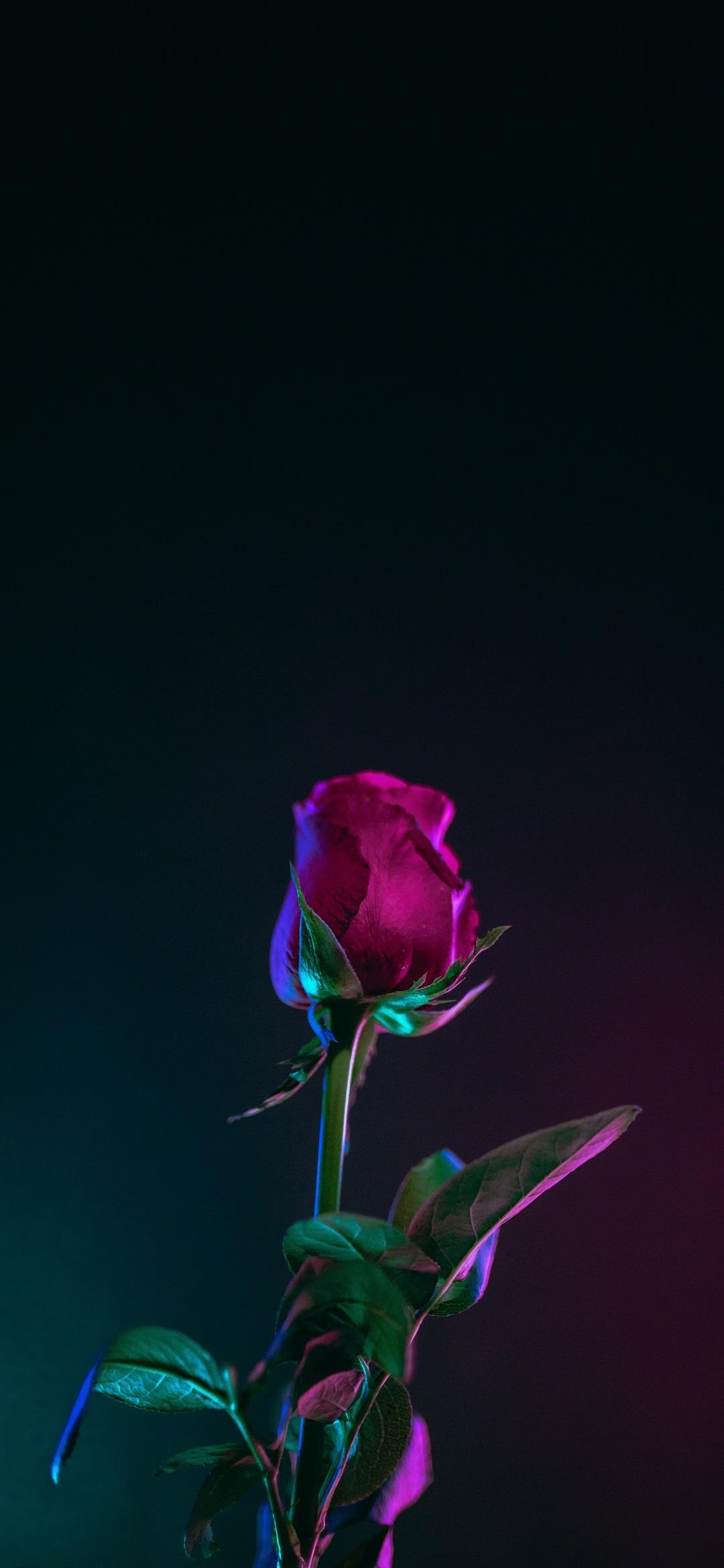 1080x2340 Beautiful Collection of Redmi Note 7 Pro Wallpaper Free, Phone