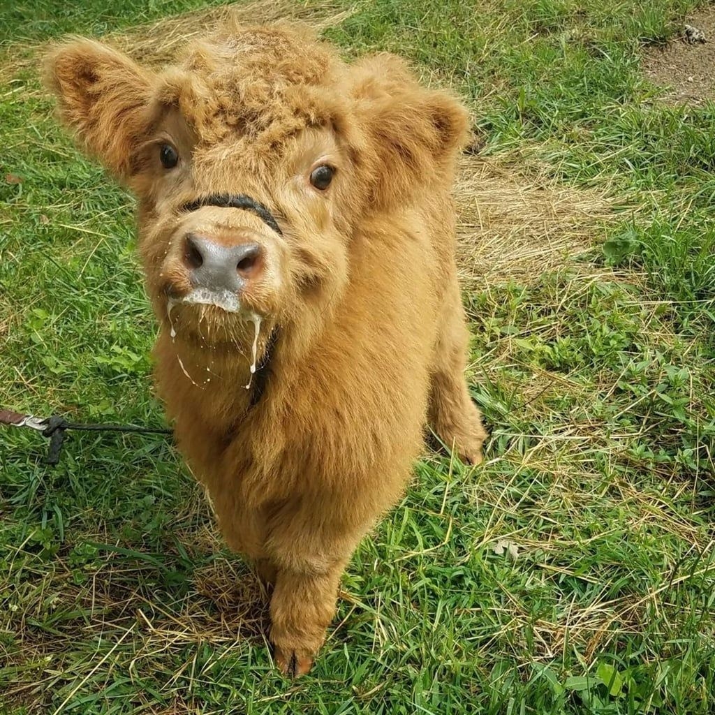 1030x1030 Cute Fluffy Baby Cow, Phone