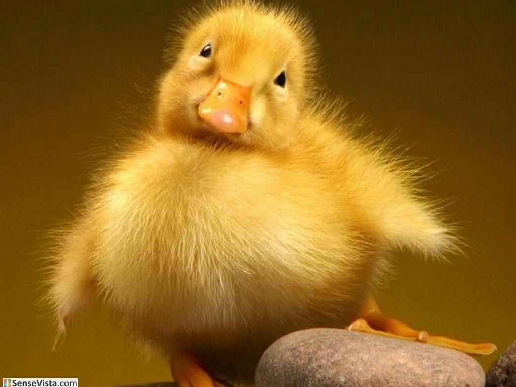 1030x770 Download Baby Duck Wallpaper, HD Background Download, Desktop