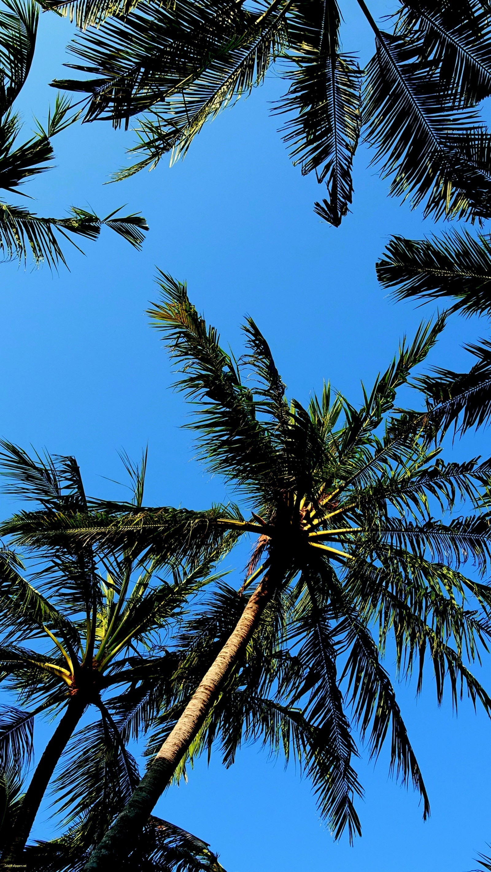 1600x2850 Palm Tree Wallpaper, Phone